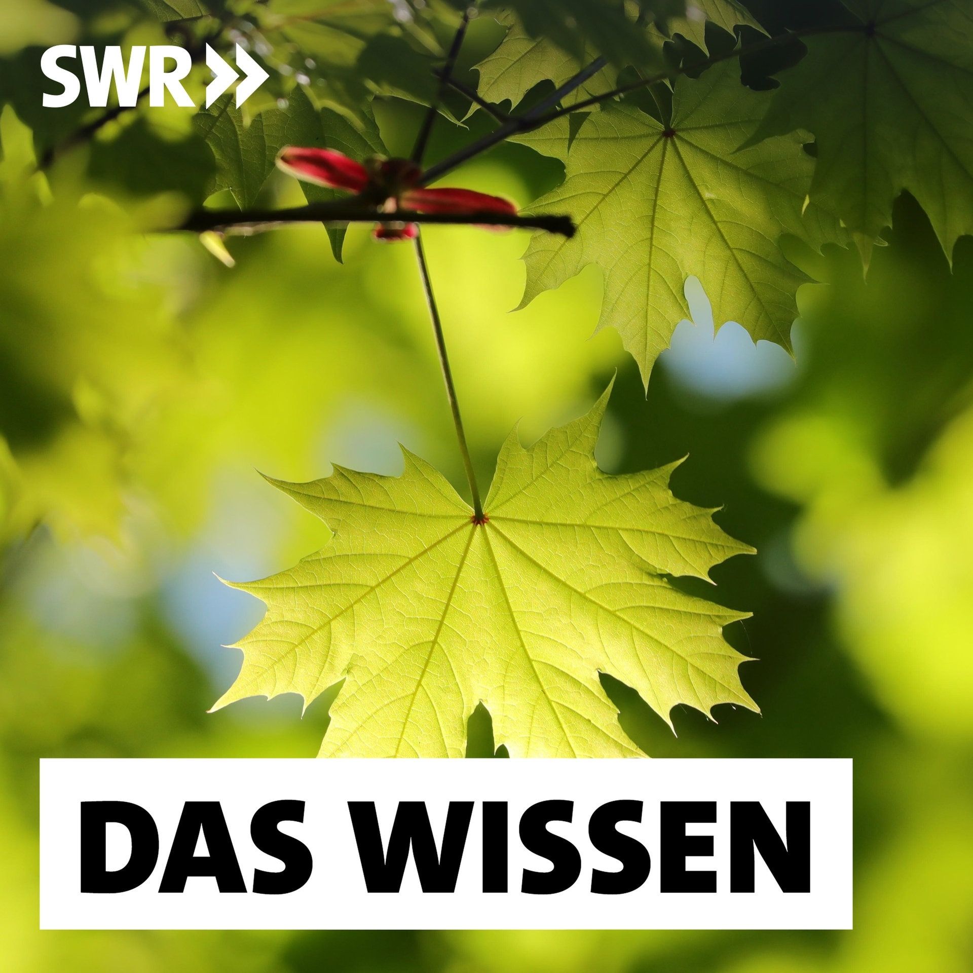 Mehr Grün! – Wie Bäume Stadtklima und Lebensqualität verbessern