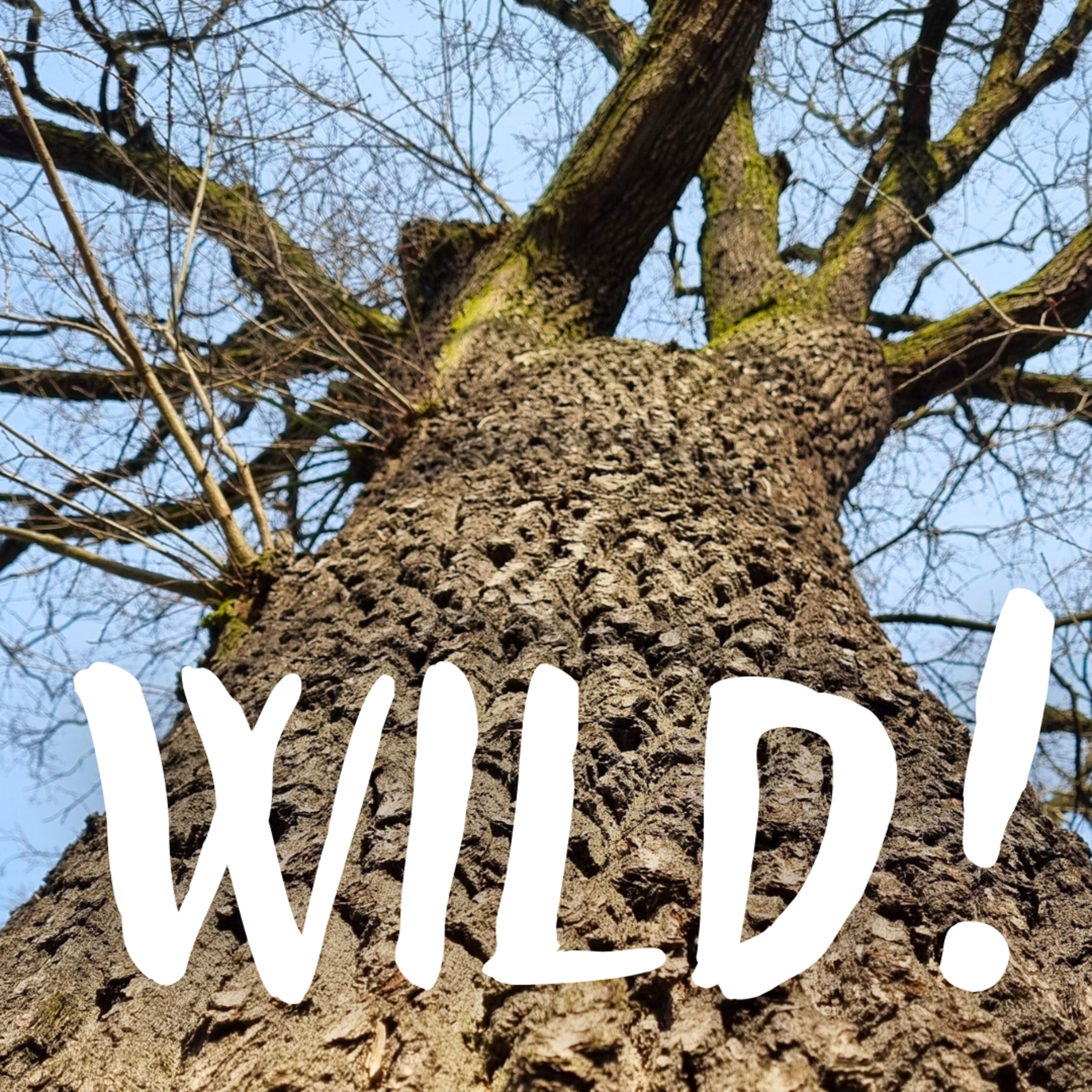 Mein Freund, der Baum – mit Thomas Knoll (BaumEntscheid)