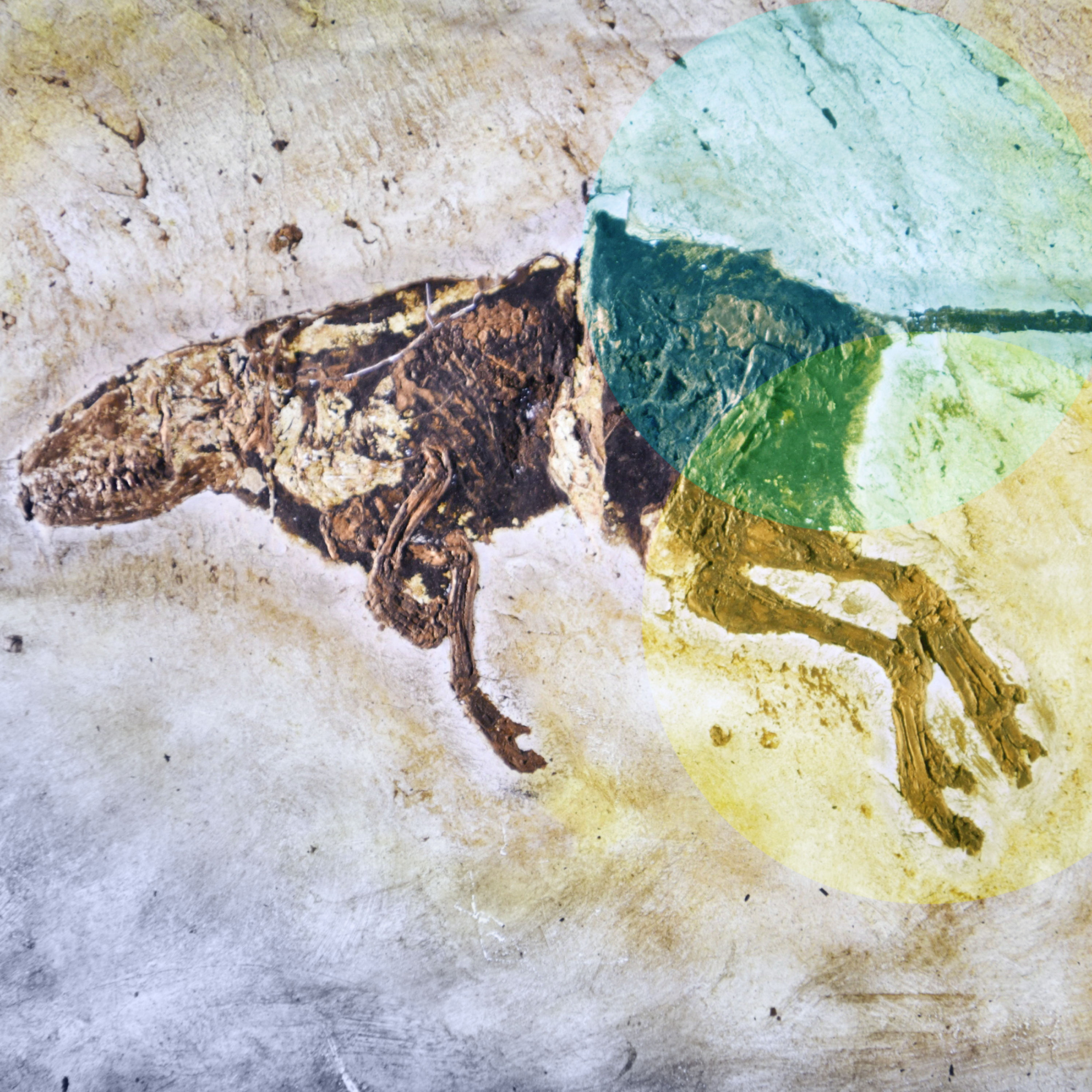 Messel & Co: Wie schützen wir unser Weltnaturerbe?