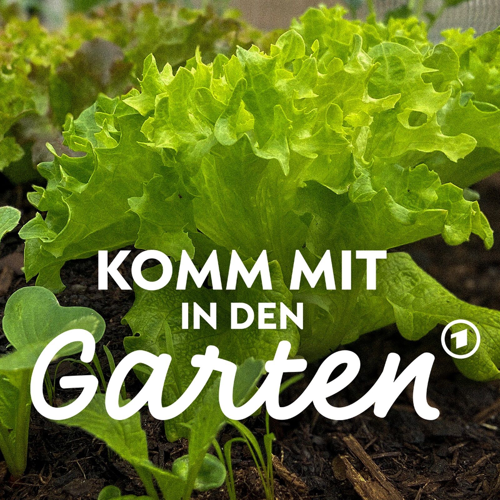 Mietbeete: Eine Saison Gemüse anbauen