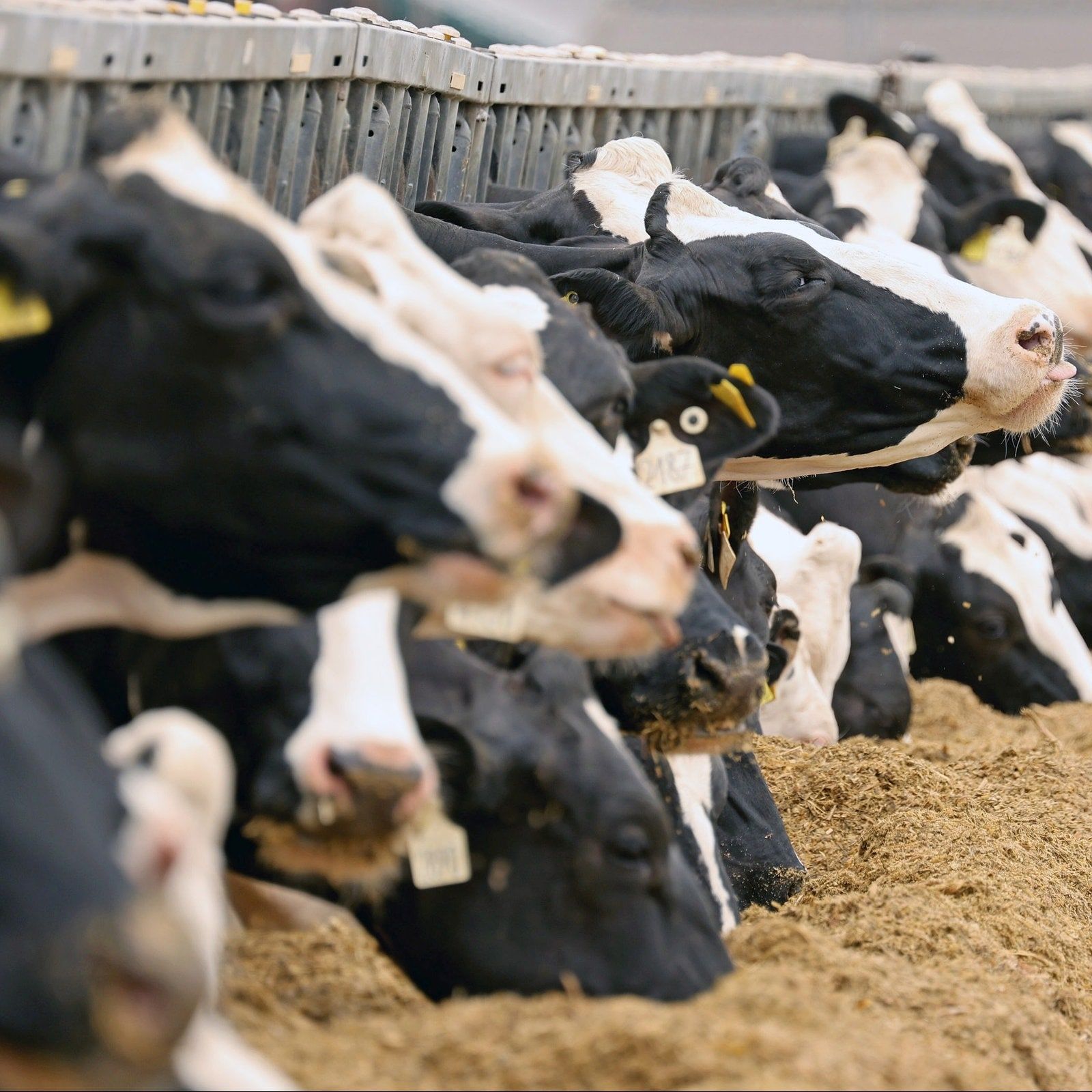 Milchpreise: Kann ein Lieferverzicht den Preisverfall stoppen?