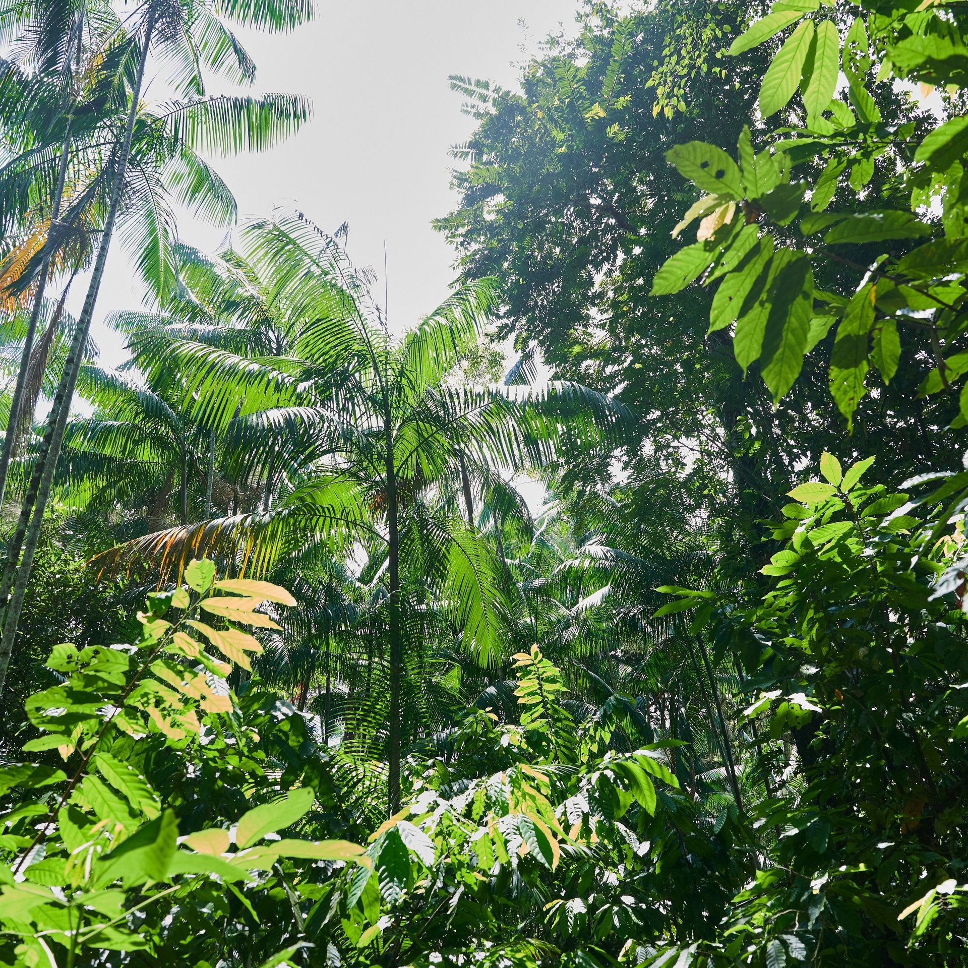 Milliarden für den Regenwald – Wie soll der Tropenwaldfonds TFFF funktionieren?