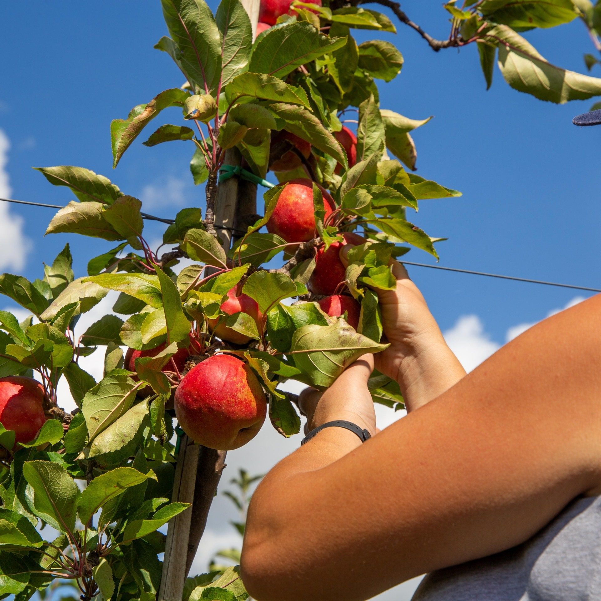 Mindestlohn für Erntehelfer – Werden regionale Produkte zu teuer?