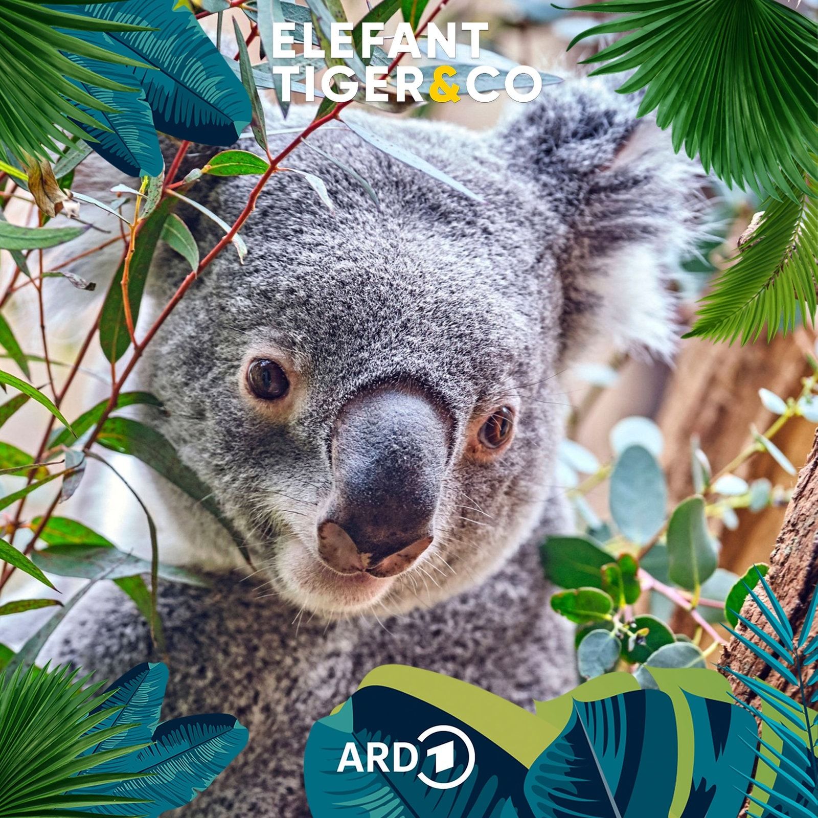 Mit dem Koala im Reich der "Niedlichkeit"