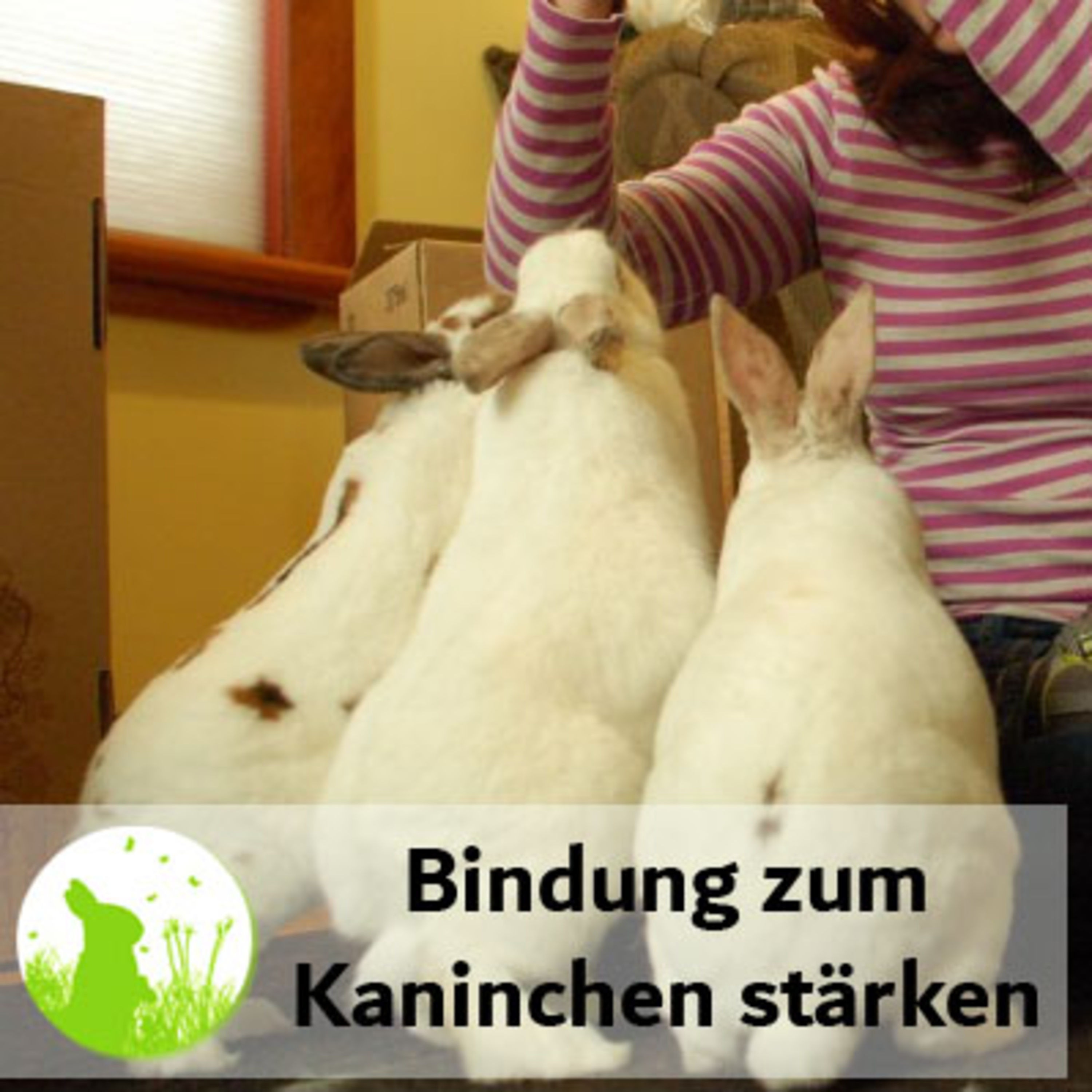 Mit diesen Tricks baust du eine starke Bindung zu deinen Kaninchen auf