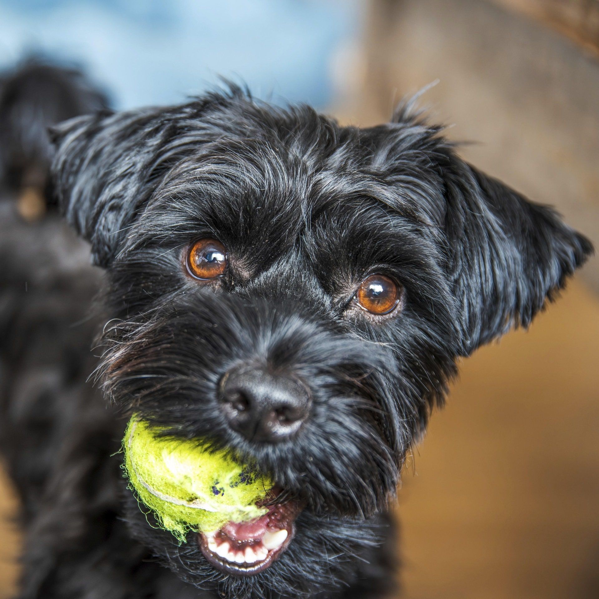 Mit Hunden leben – Wie geht das?
