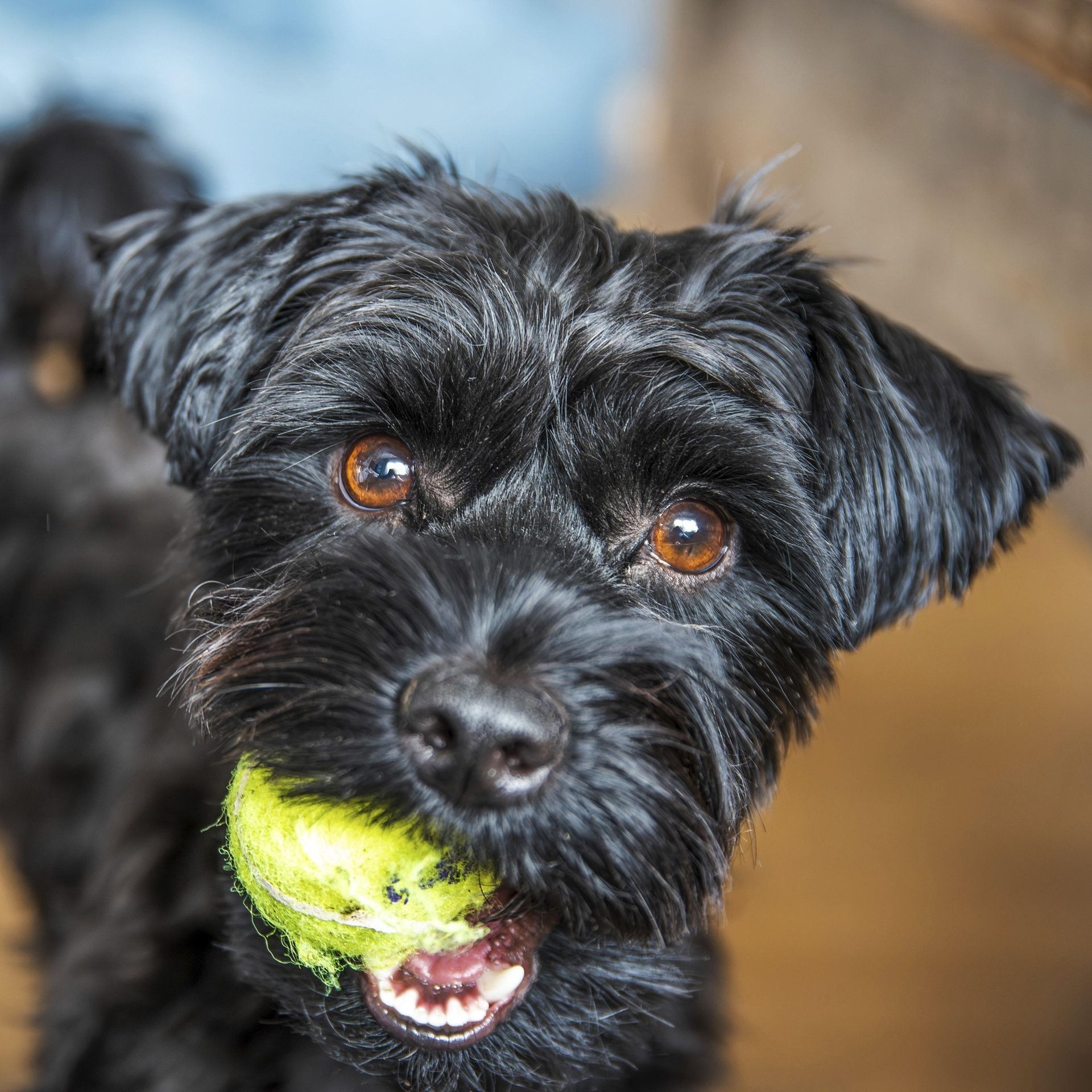 Mit Hunden leben – Wie geht das?