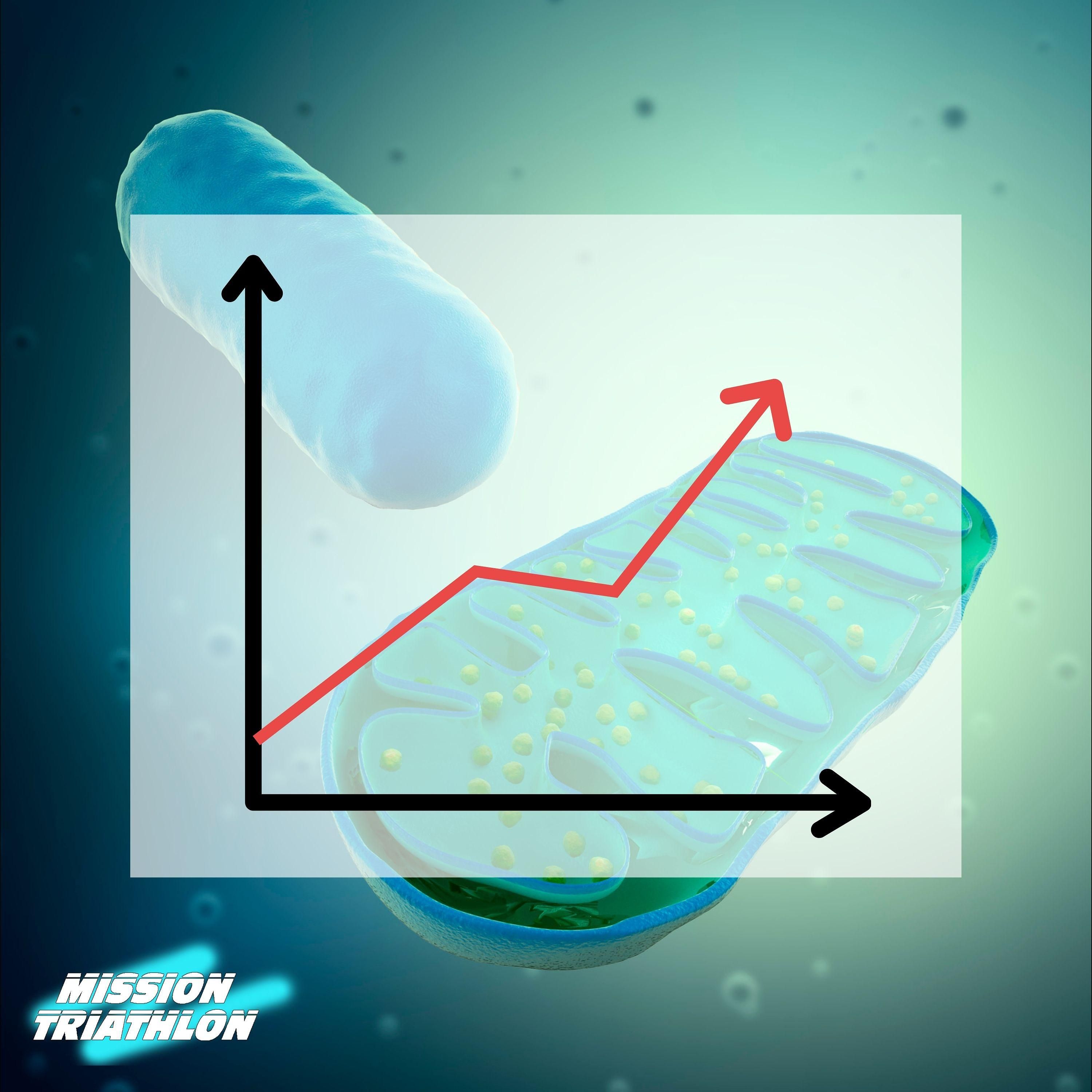 Mitochondrienwachstum anregen - so geht's - MTP Folge 143