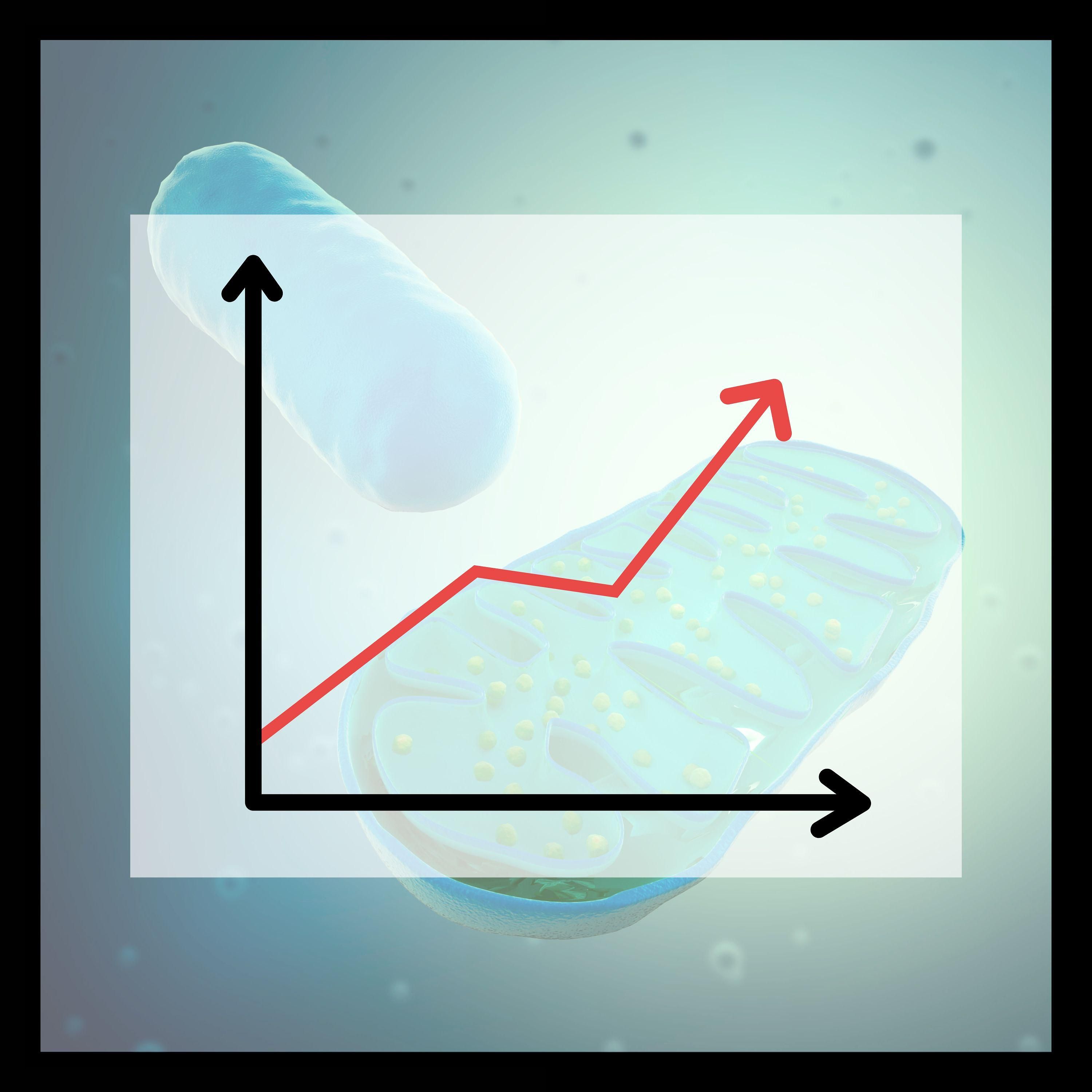 Mitochondrienwachstum anregen - so geht's - MTP Folge 143