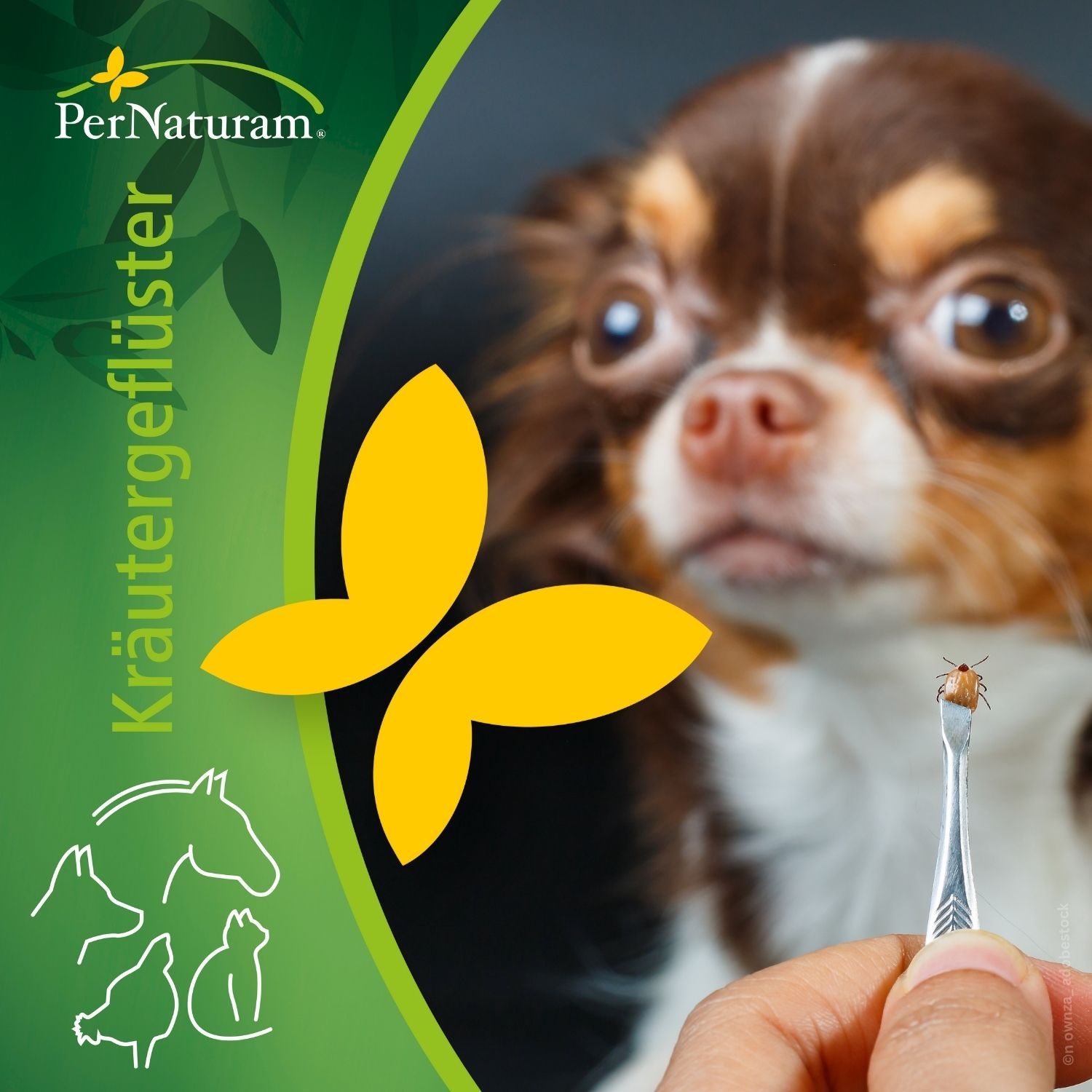 Mittelmeerkrankheiten beim Hund – auch in Deutschland?