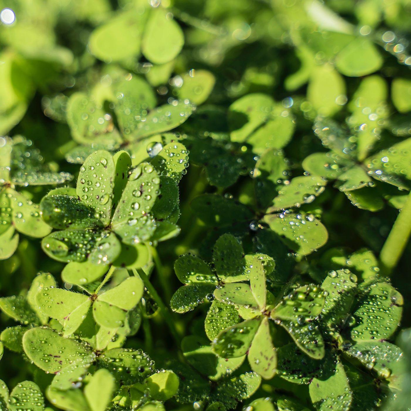 MR 1 - Selbst gemachtes Glück