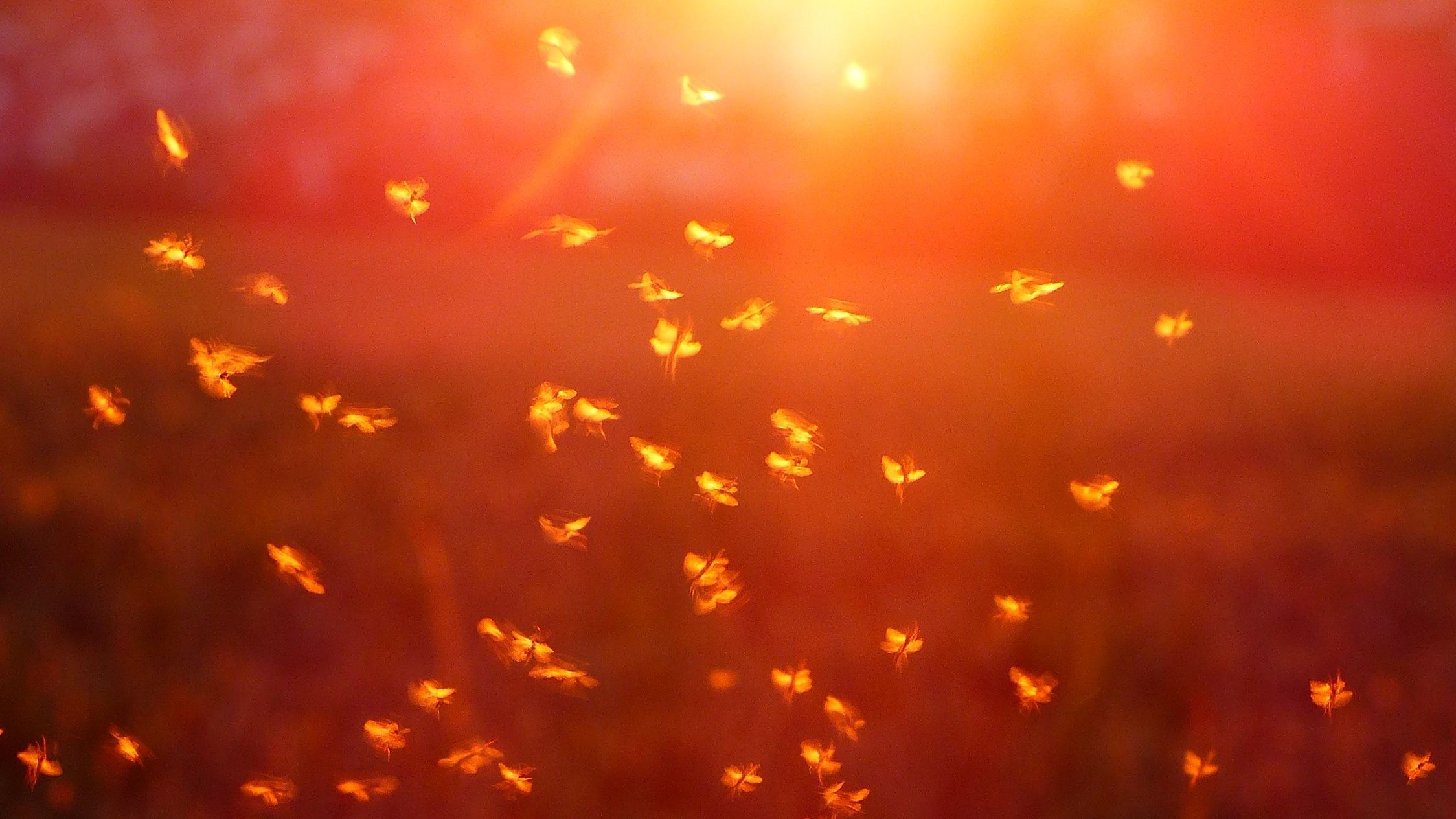 Mückenplage, Mückenjahr, Stechmücken: Das sagt Professor Ralf Uwe Peter Blausteinklinik