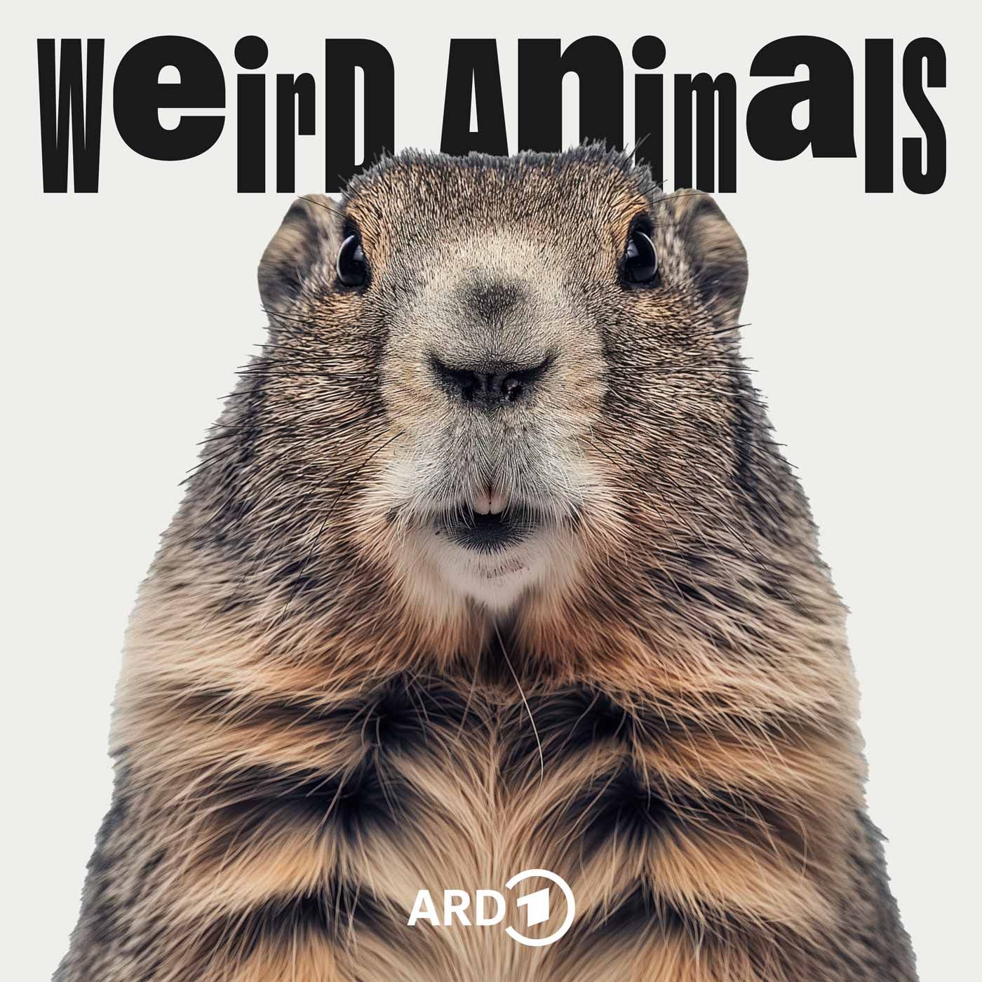 Murmeltier - Bester großer Bruder im Tierreich?