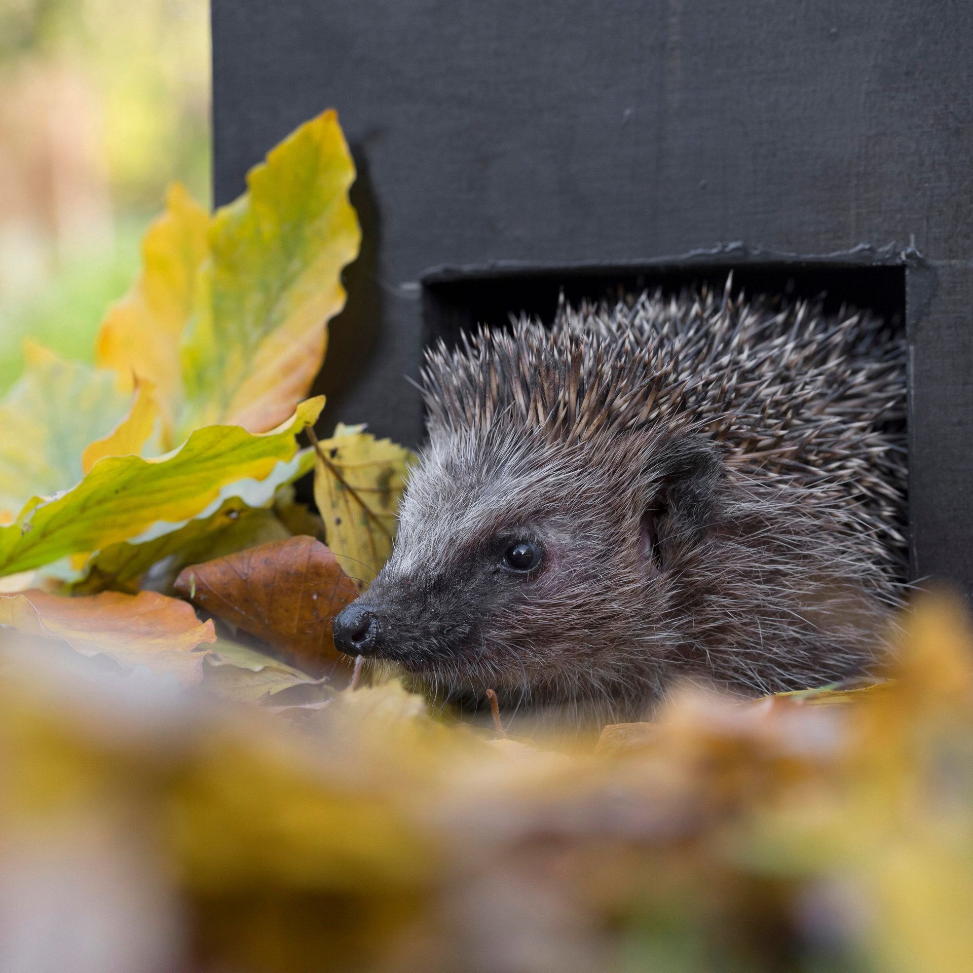 Mut zur Unordnung: So helfen wir Tieren im Garten durch den Winter