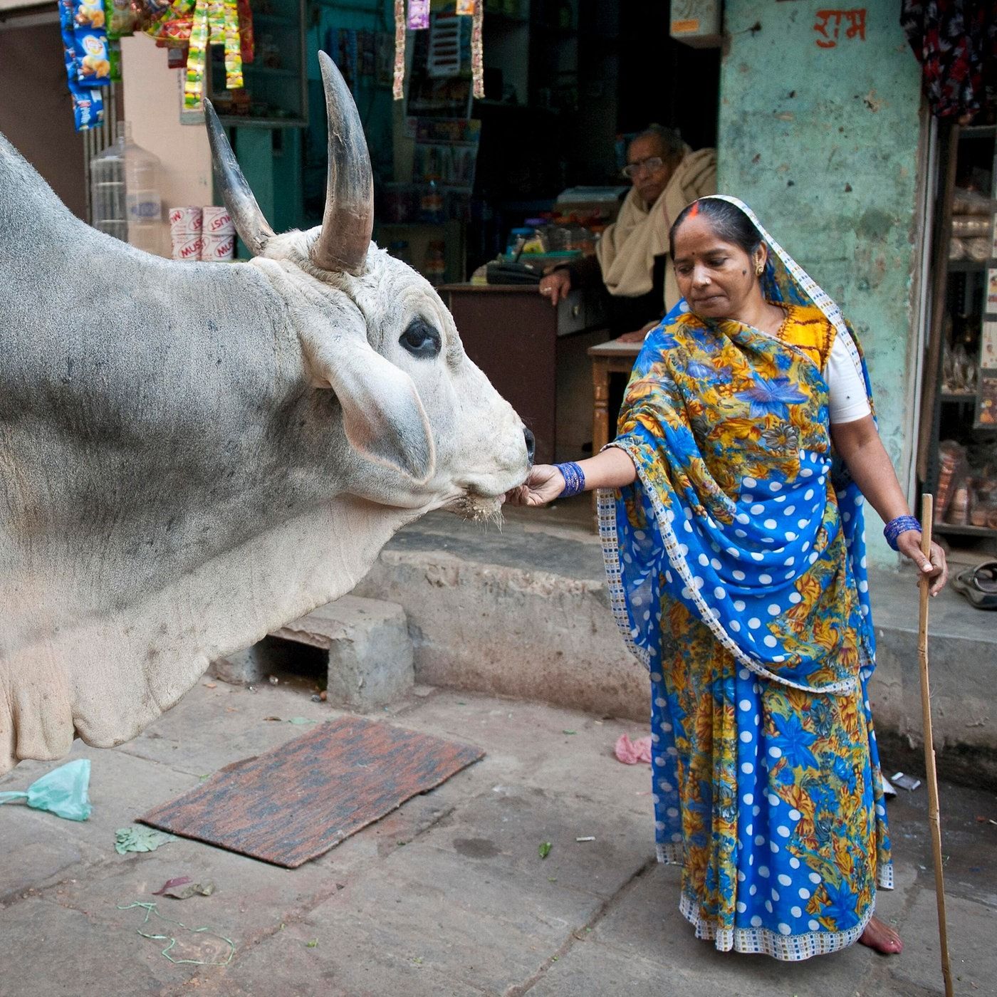 Mutter, Göttin, Bettlerin - Indiens heilige Kühe