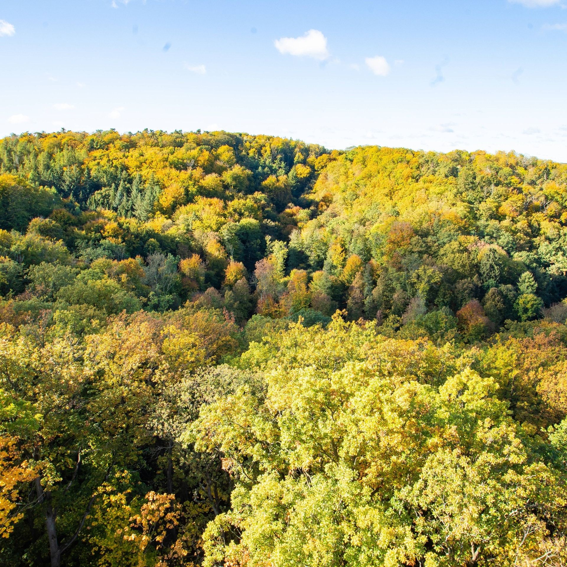 MyDiv Projekt in Bad Lauchstädt: Hier wächst der Wald der Zukunft