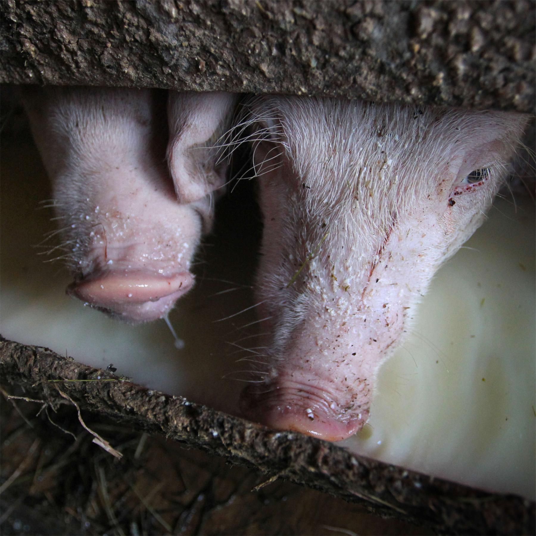 Nachhaltigeres Schnitzel: Schweinefutter mit Lebensmittelresten