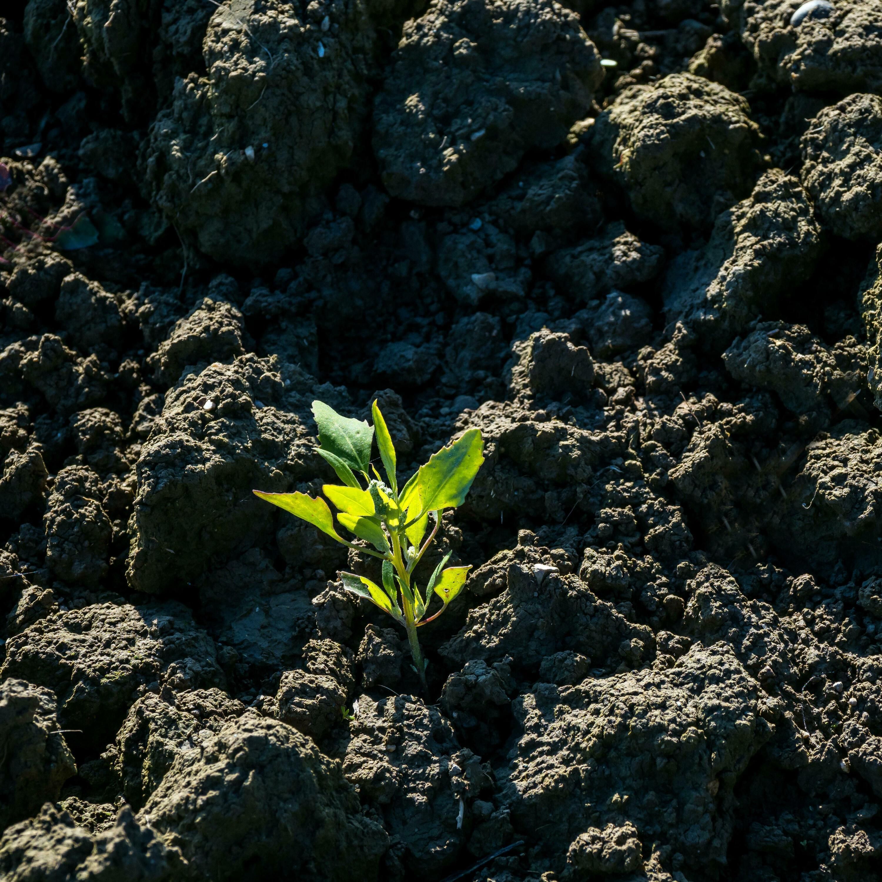 Nachhaltigkeit - lohnt sich ein Investment?
