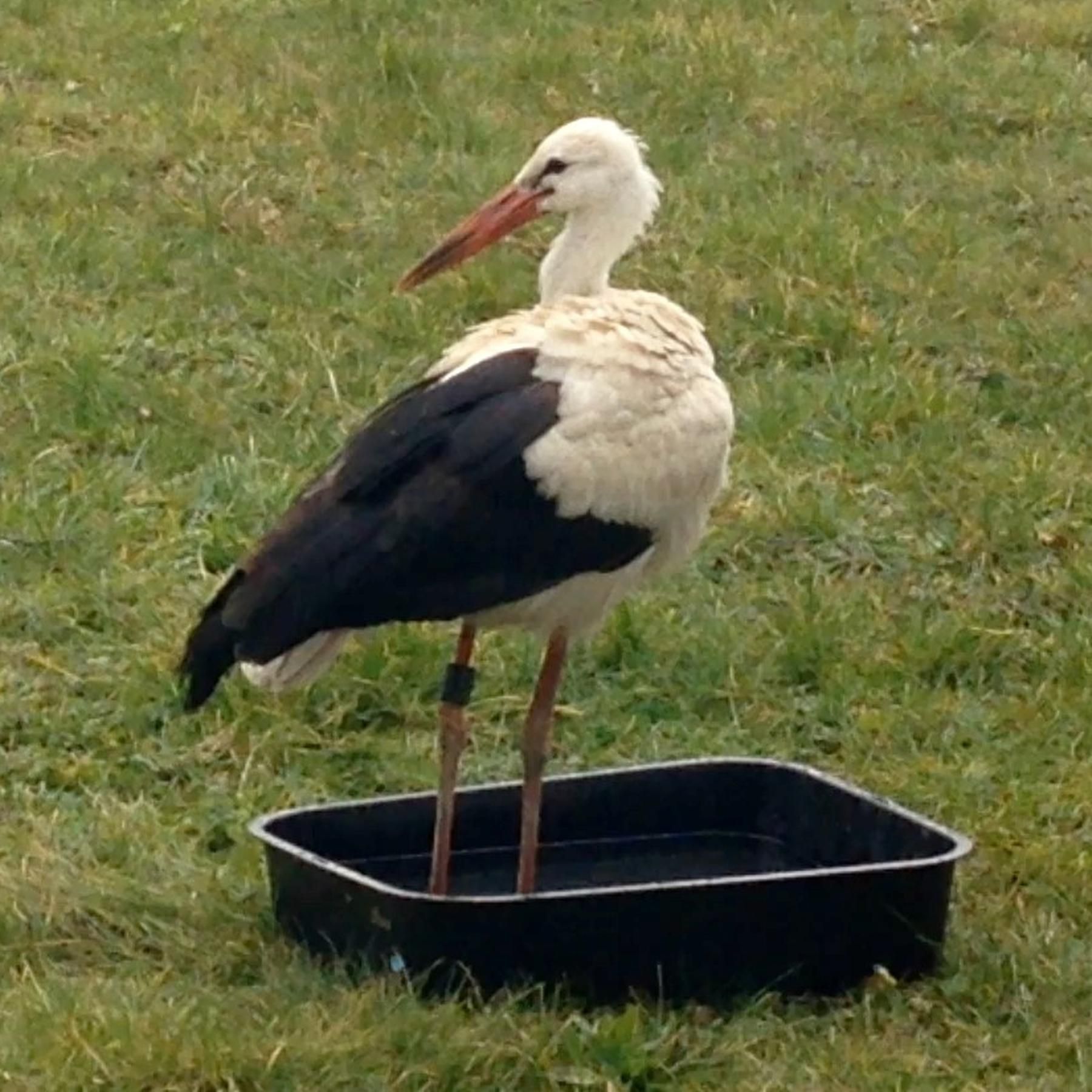 Namenlose Helden (1) – Storch Hansi auf Irrwegen