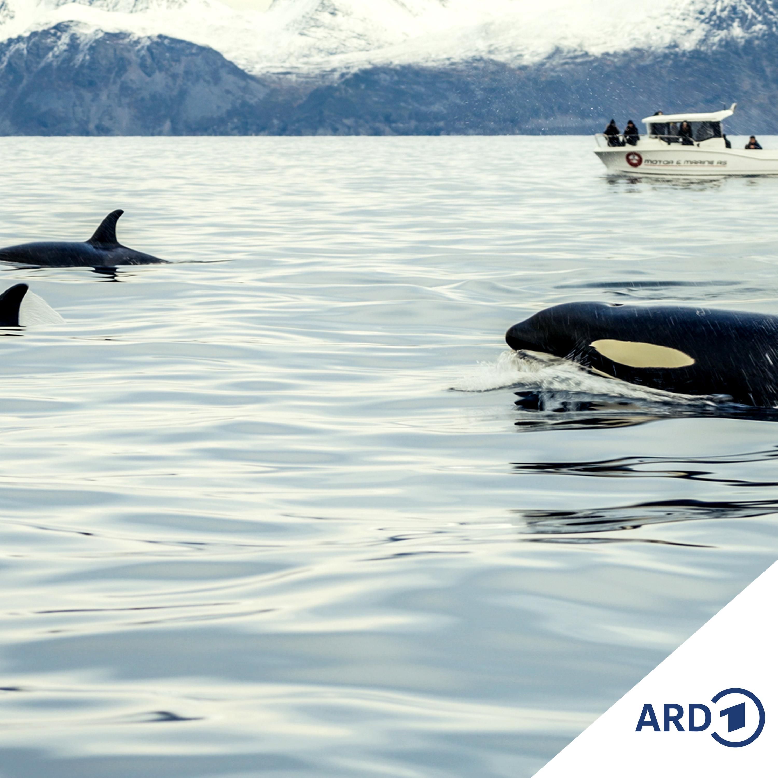 Narvik – Winterträume und Wandel