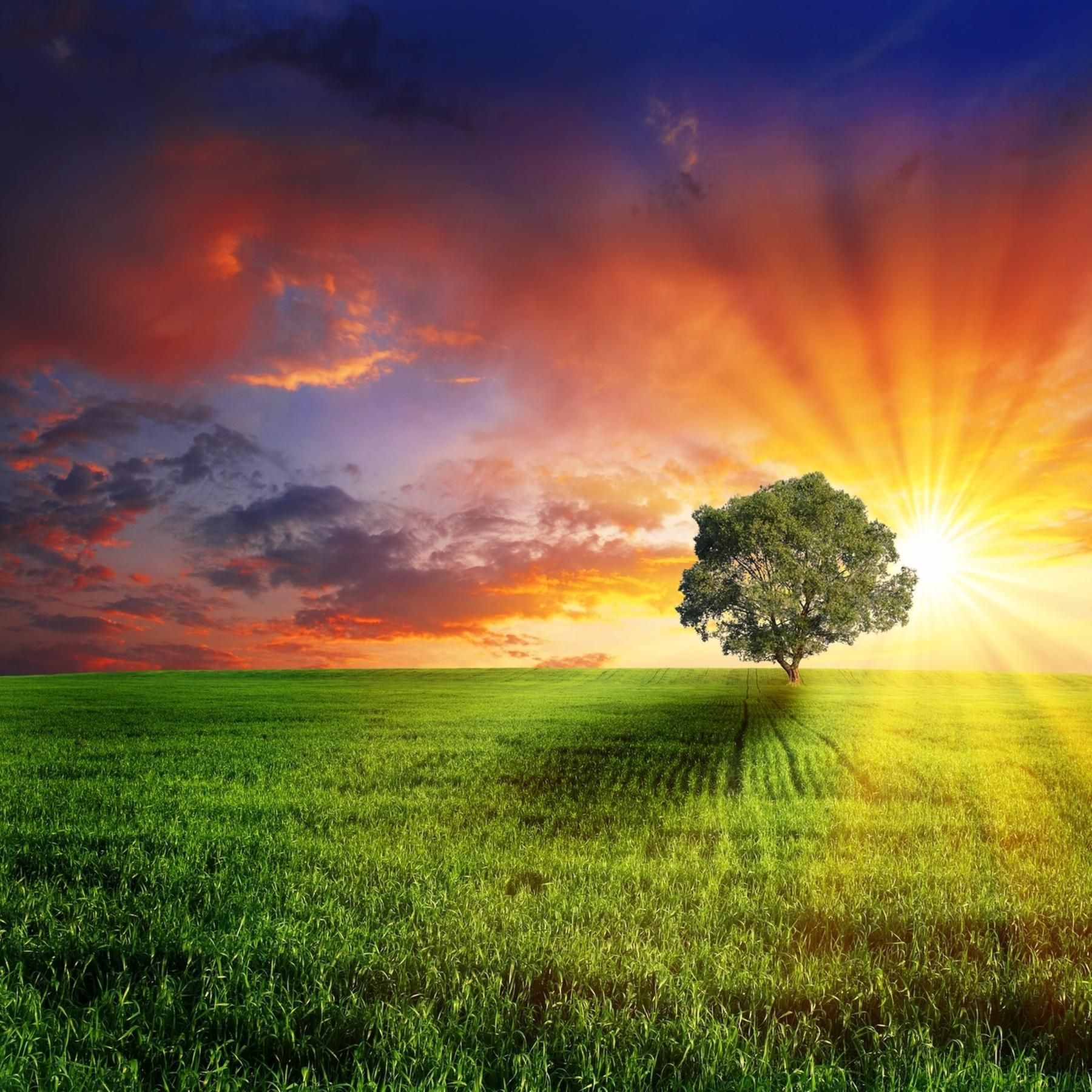 Nature writing - Natur als Sprachlandschaft