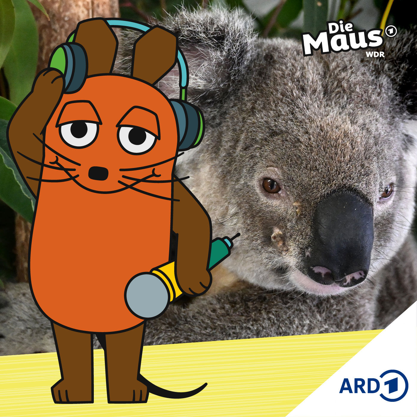 Neue Impfung soll Koalas retten