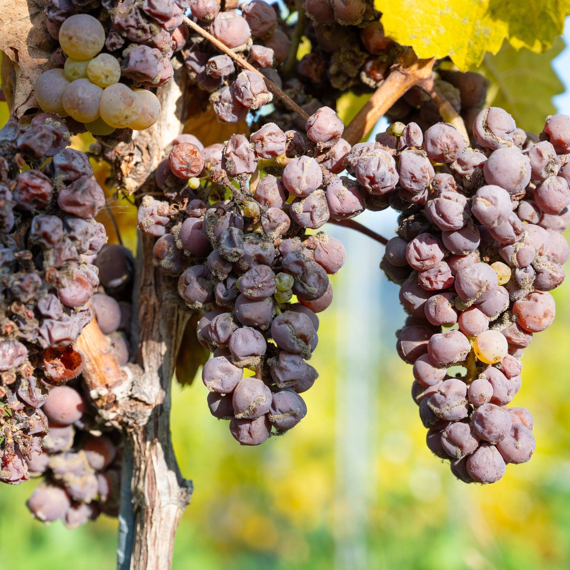 Neue Technik im Weinberg: Kranke Trauben können schon bei der Lese erkannt werden