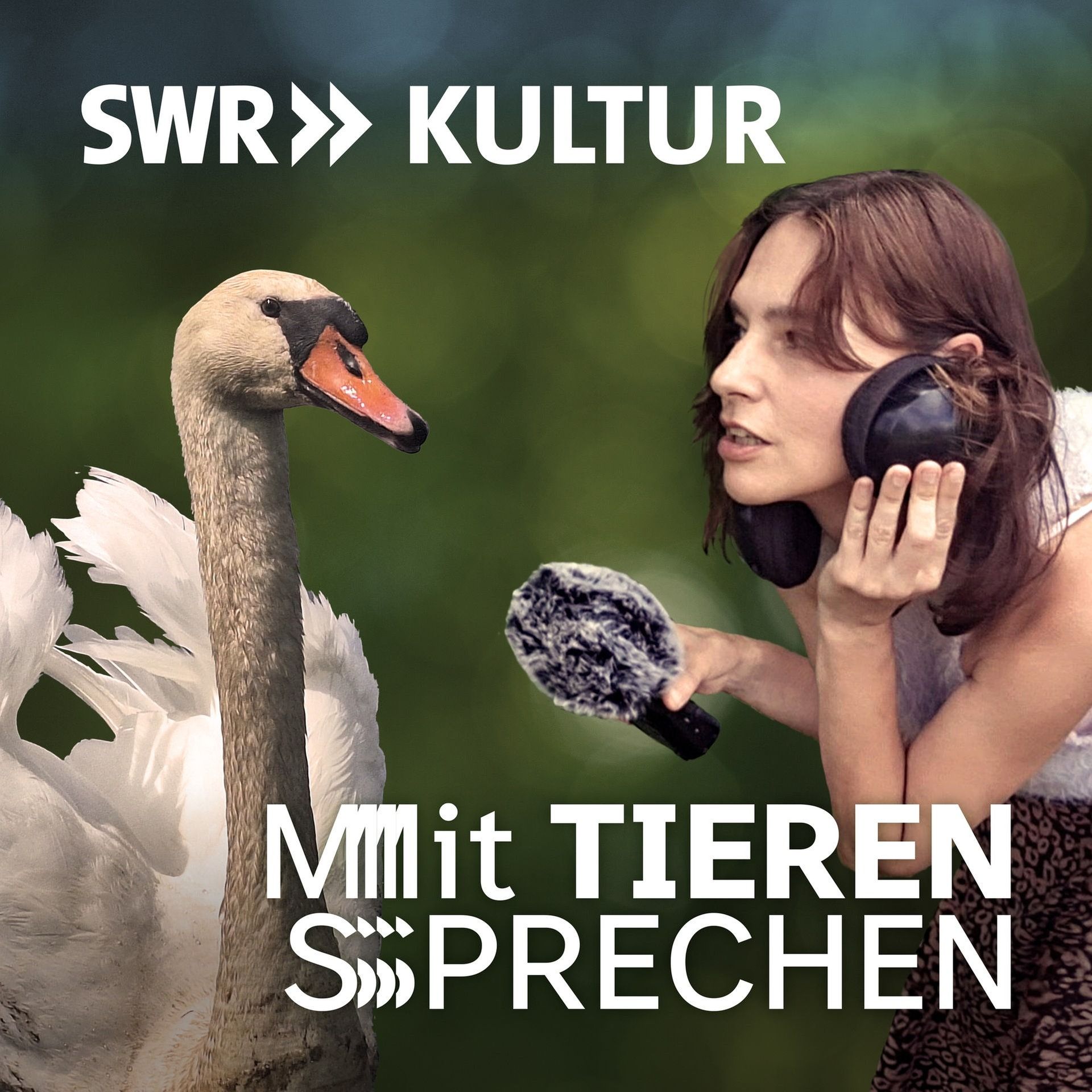 Neuer Podcast: Mit Tieren sprechen – Prolog: Ich und der Schwan