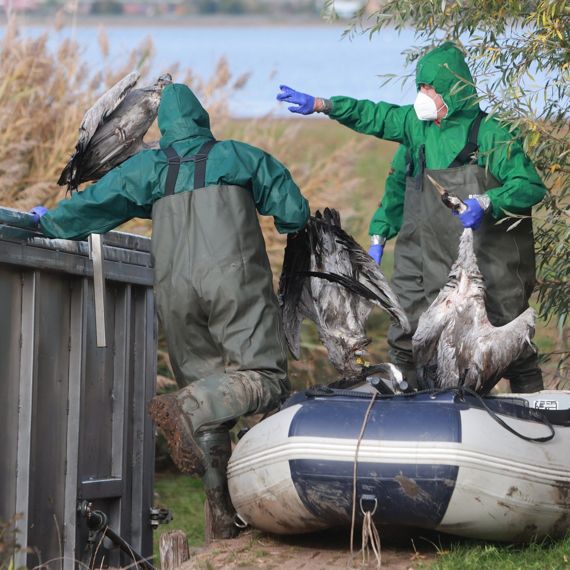 Neues Frühwarnsystem zu Vogelgrippe und anderen Zoonosen gestartet