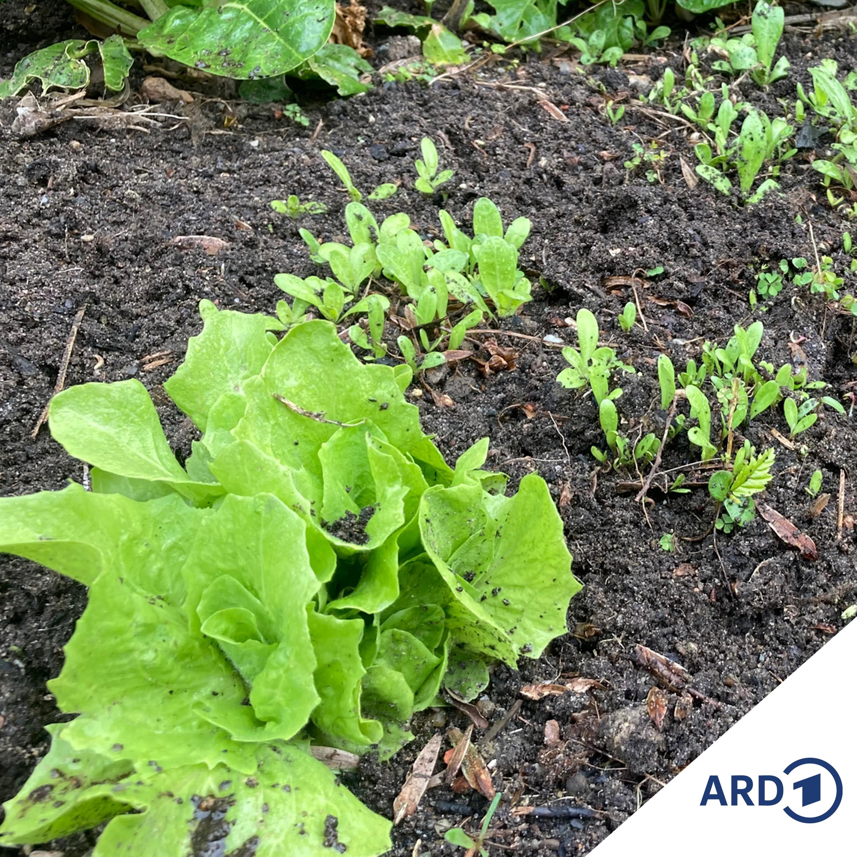 Neues Jahr, neues Gemüse: Tipps zu Aussaat und Düngen