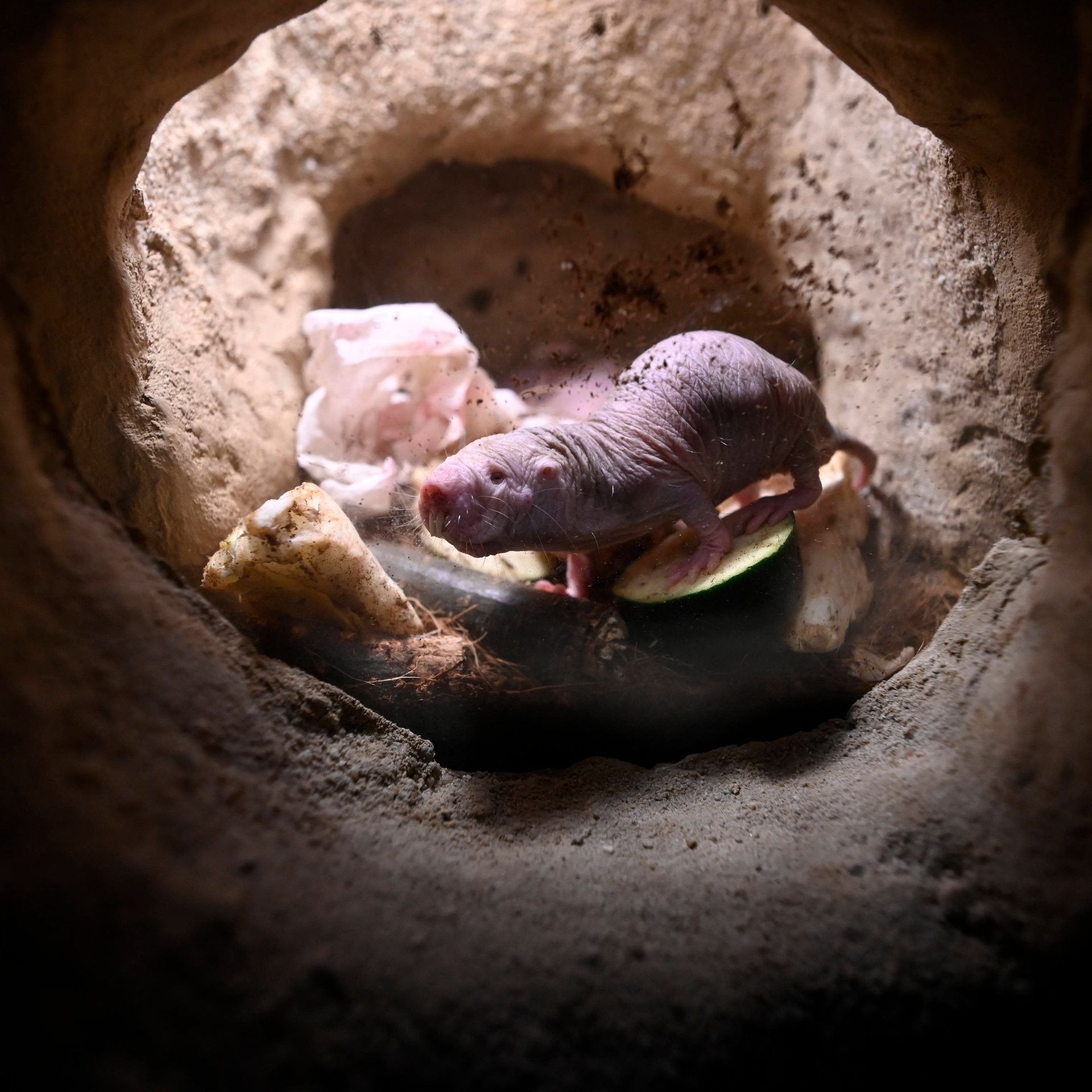 Neues von den Nacktmullen: Deshalb leben sie extrem lang