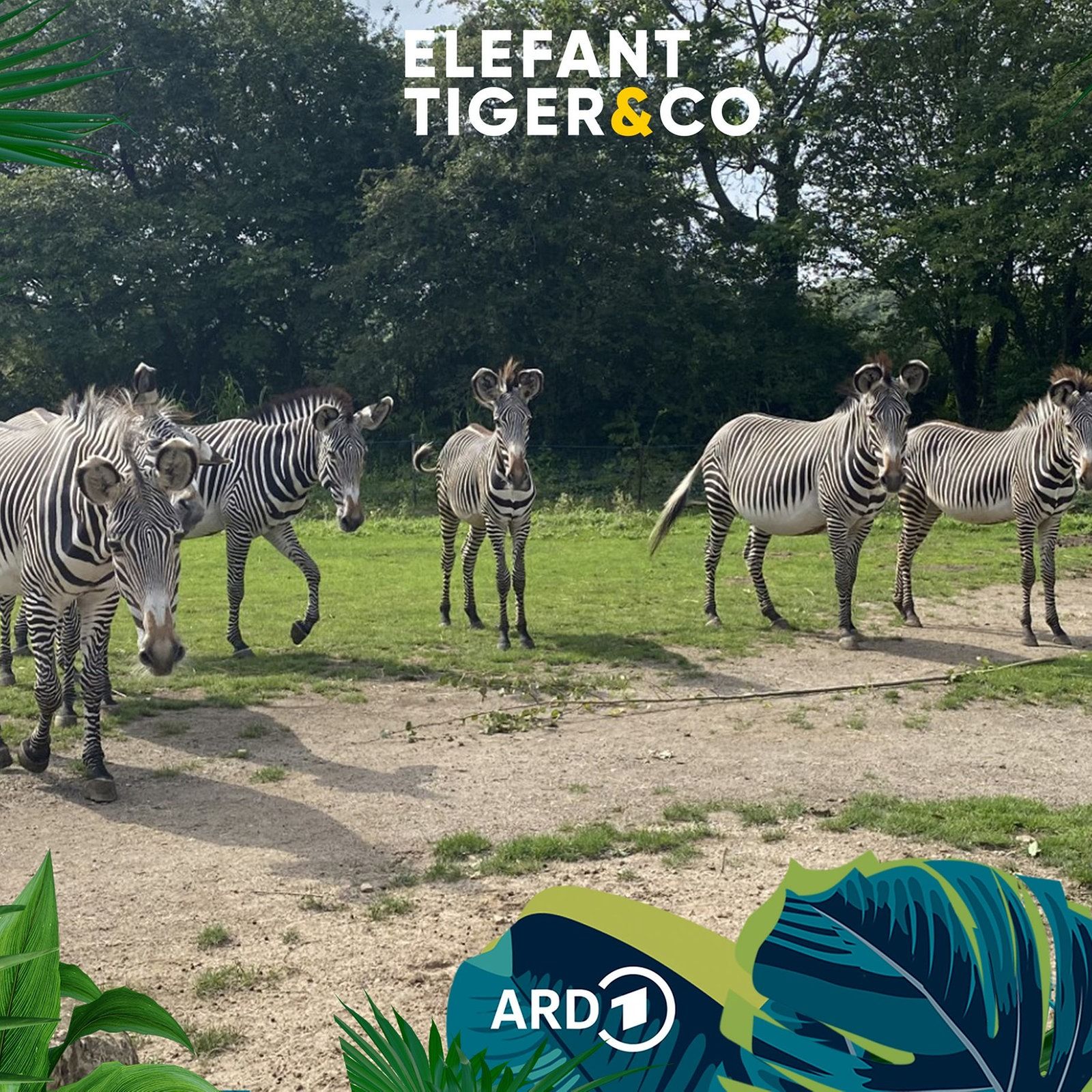 Neugierig, draufgängerisch, kontaktfreudig - das Grevy-Zebra