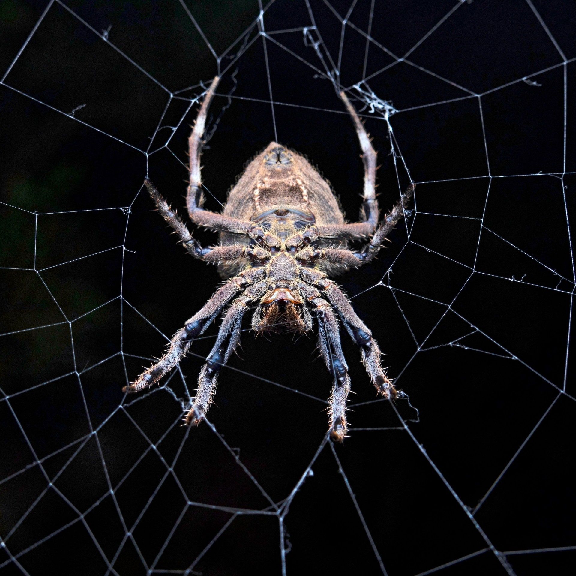 Nosferatu lässt grüßen – Warum können wir Spinnen nicht leiden?