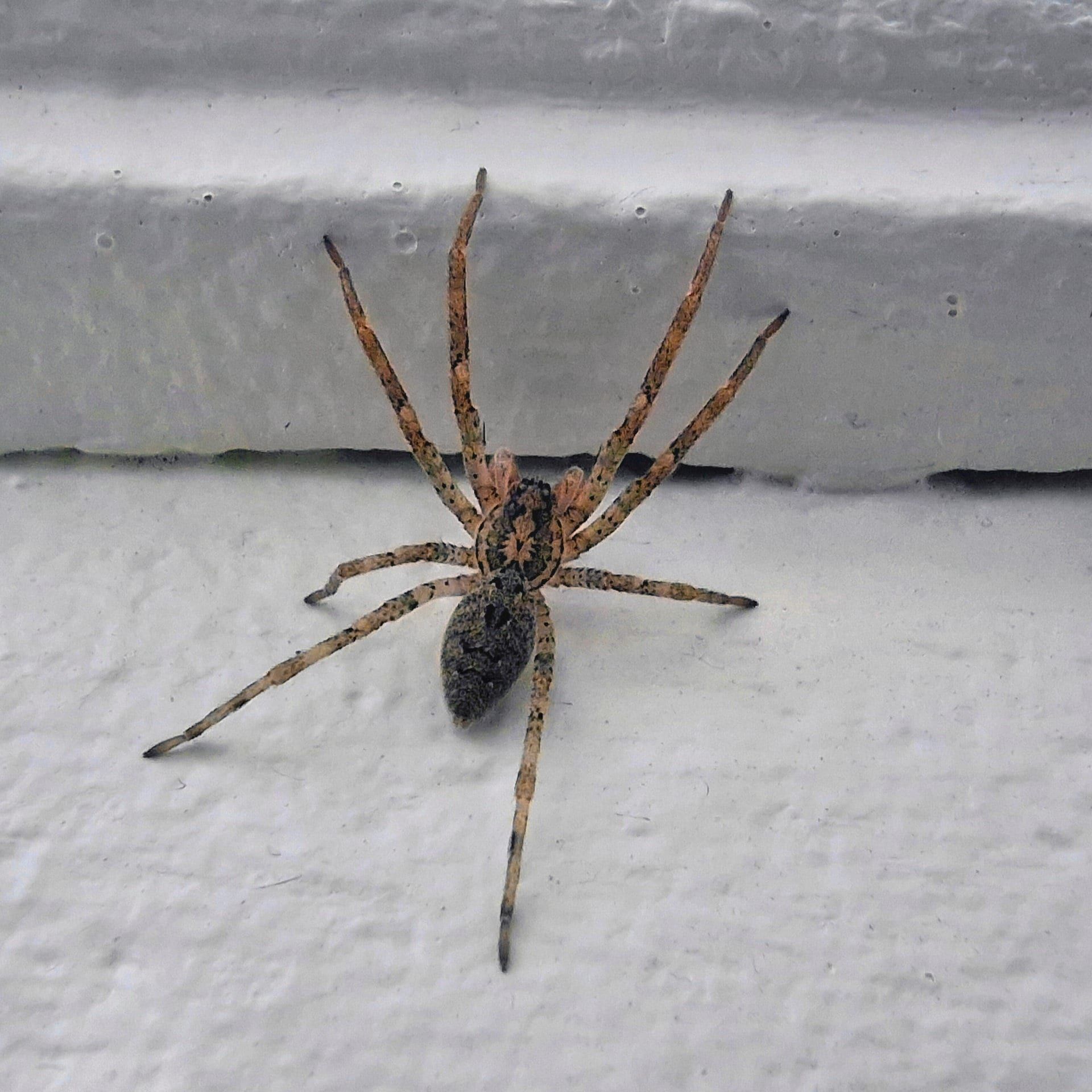 Nur wenige Spinnenarten kommen im Herbst in die Häuser