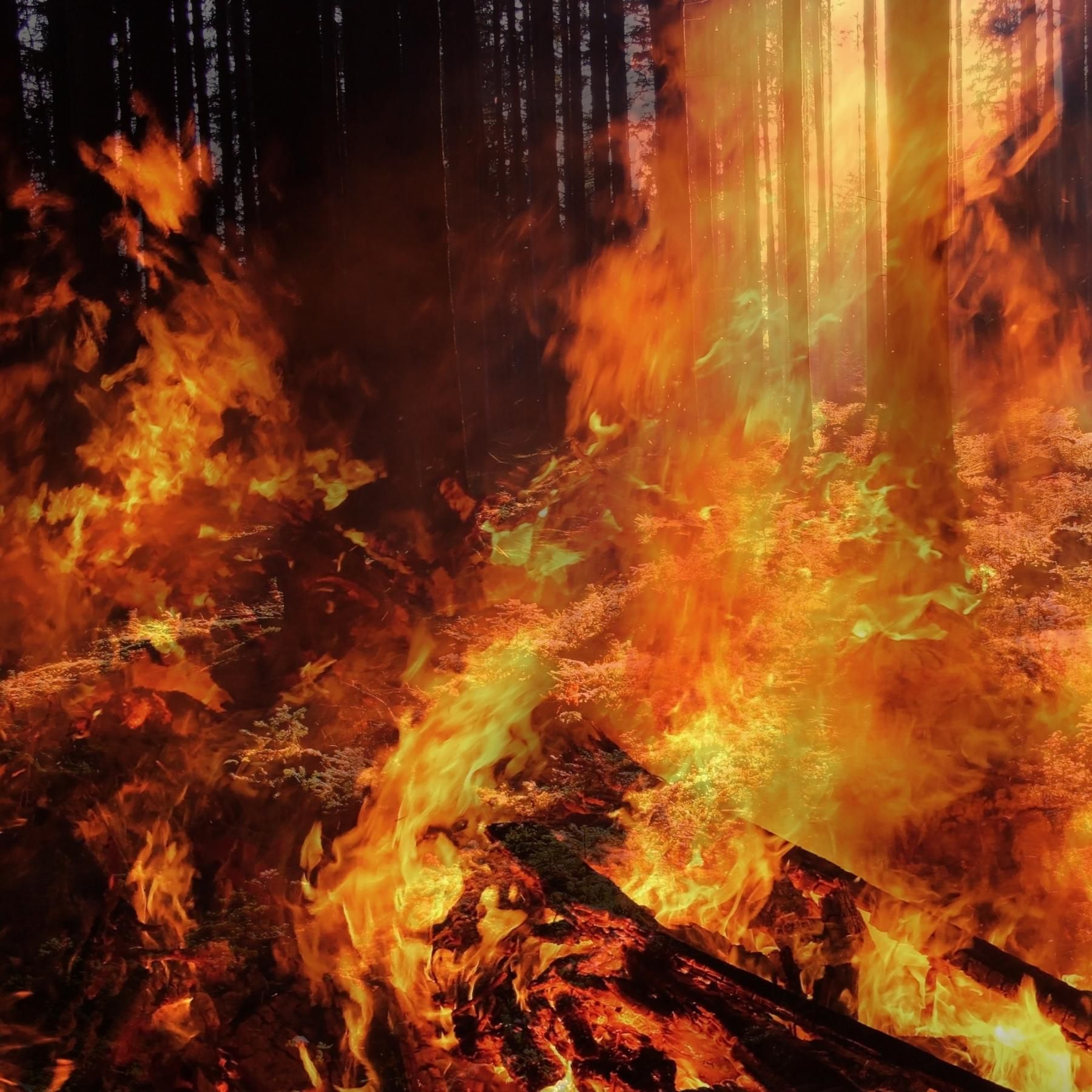 Ökologie des Feuers: Das passiert nach dem Waldbrand