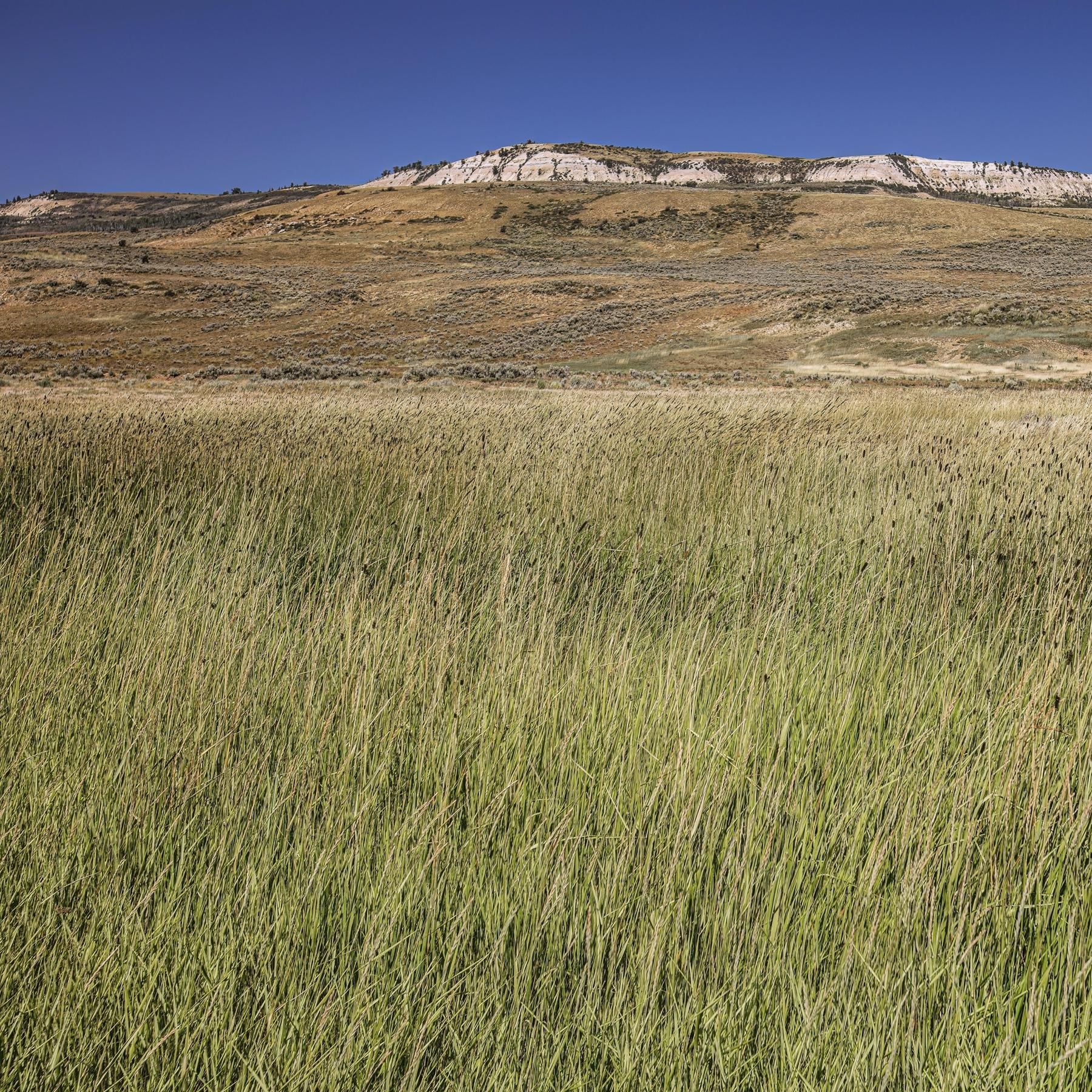 Ökosystem Prärie - Leben im Meer aus Gras