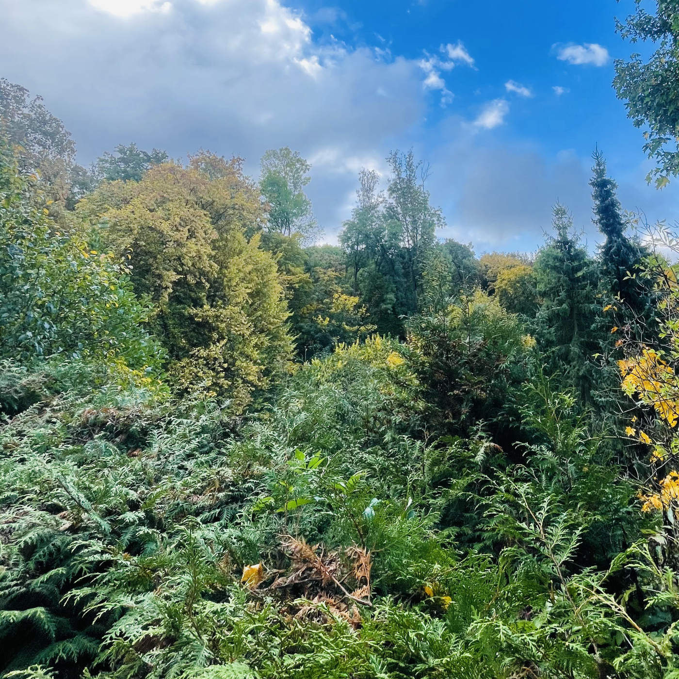 (ohne Musik) Mo, 19.01. Entspannt einschlafen - Das Flüstern des Waldes