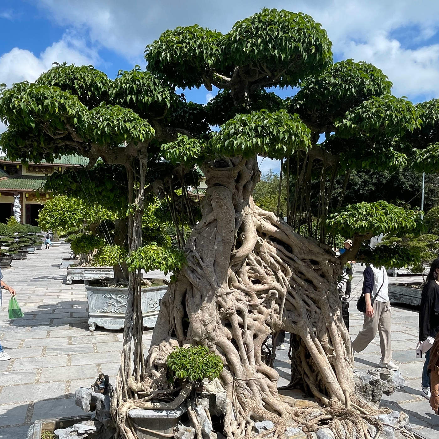 (ohne Musik) Fr, 13.02. Entspannt einschlafen - Der Garten der alten Wurzeln
