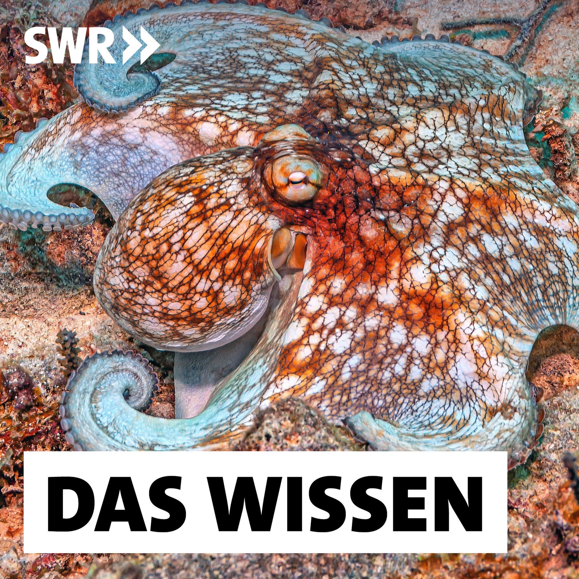 Oktopusse – Wie intelligent und sozial sind Kraken wirklich?