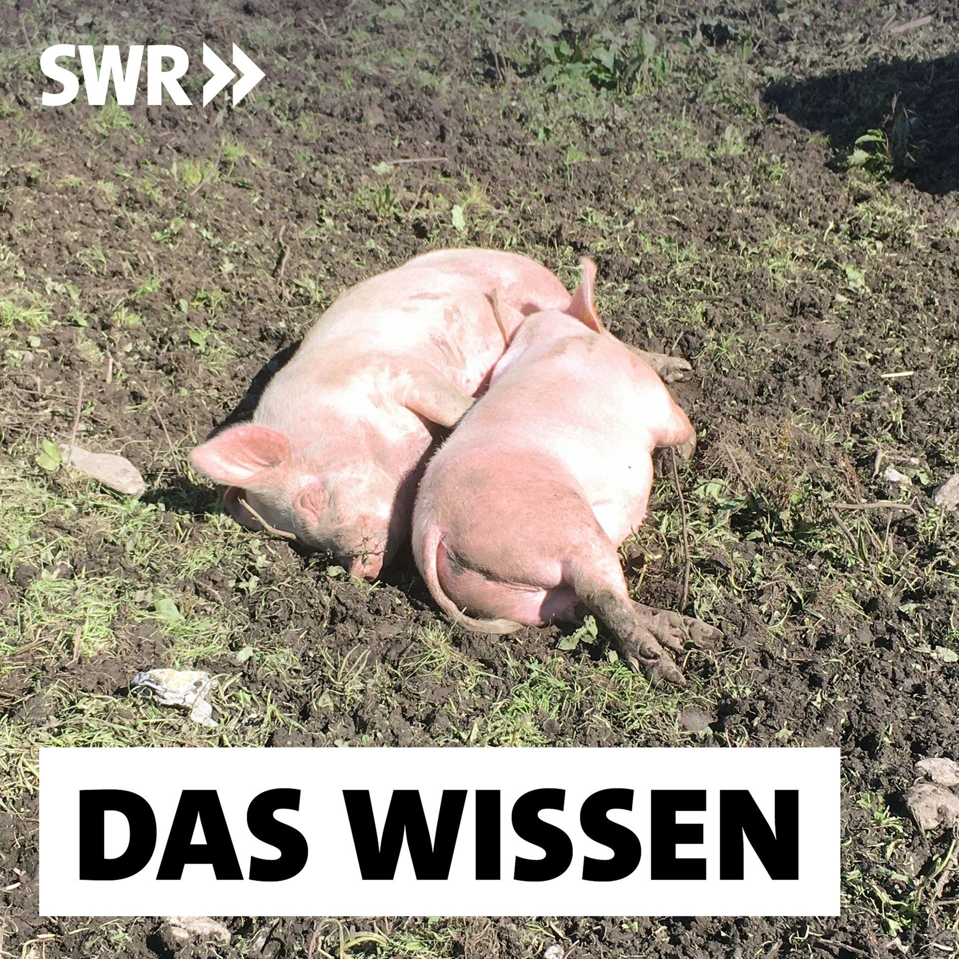 Optimistische Kühe, neugierige Schweine – Psychische Bedürfnisse von Nutztieren