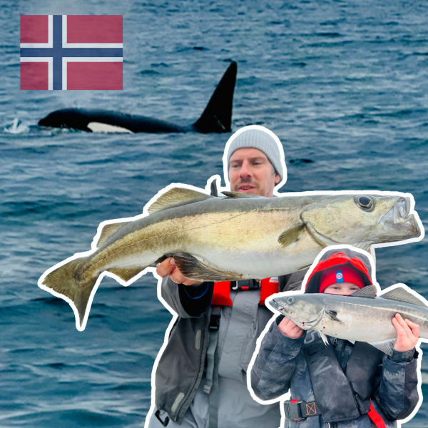 Orcas im Fjord und Seelachse an der Oberfläche - Norwegen Spezial | #152