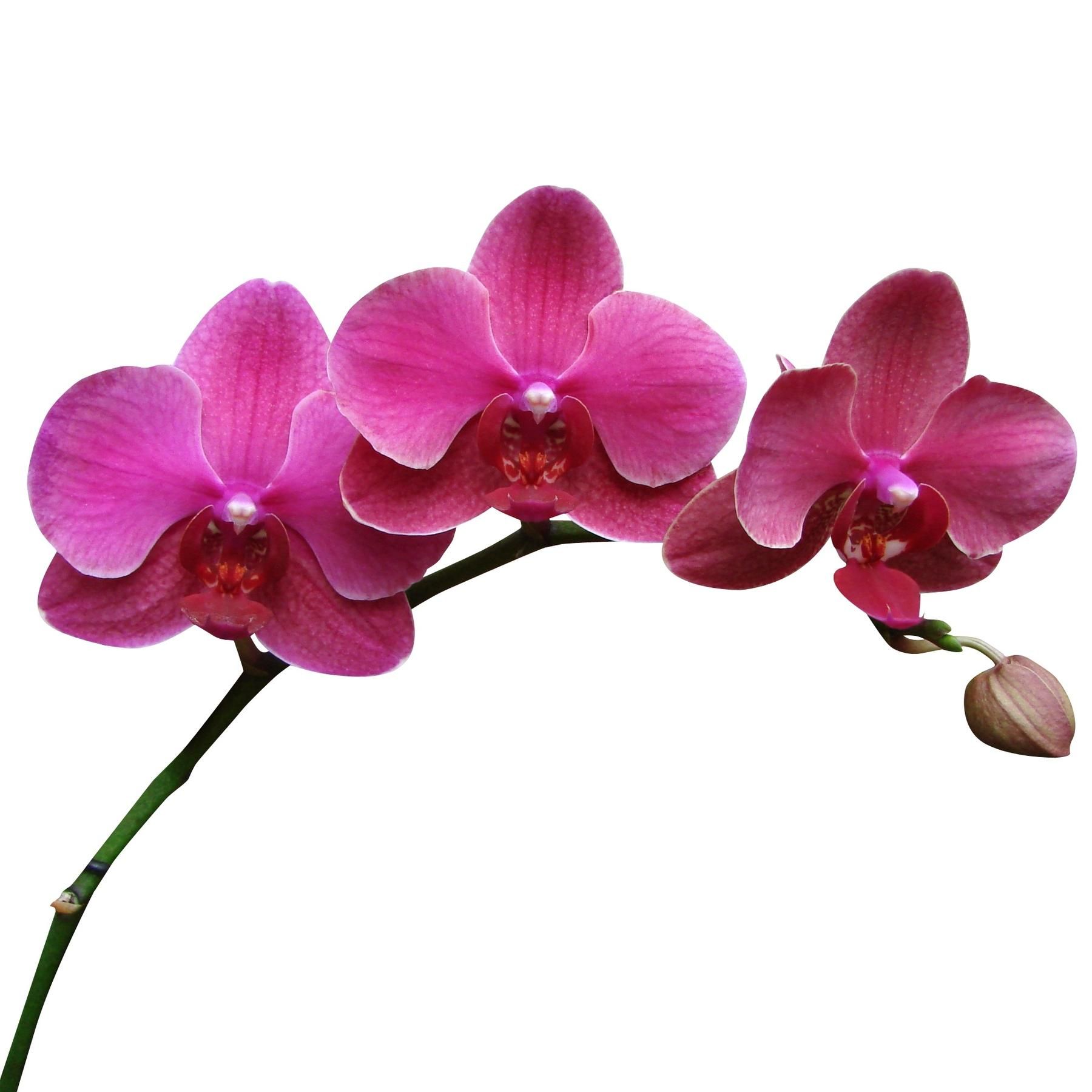 Orchideen - Spektakel der Farben und Formen