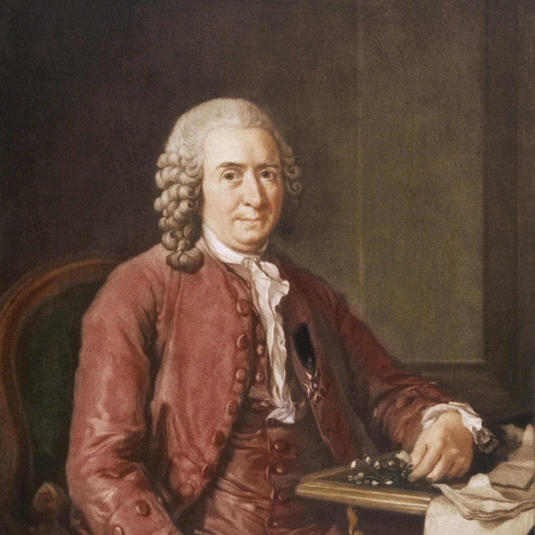 Ordnung in die Natur! Der schwedische Forscher Carl von Linné
