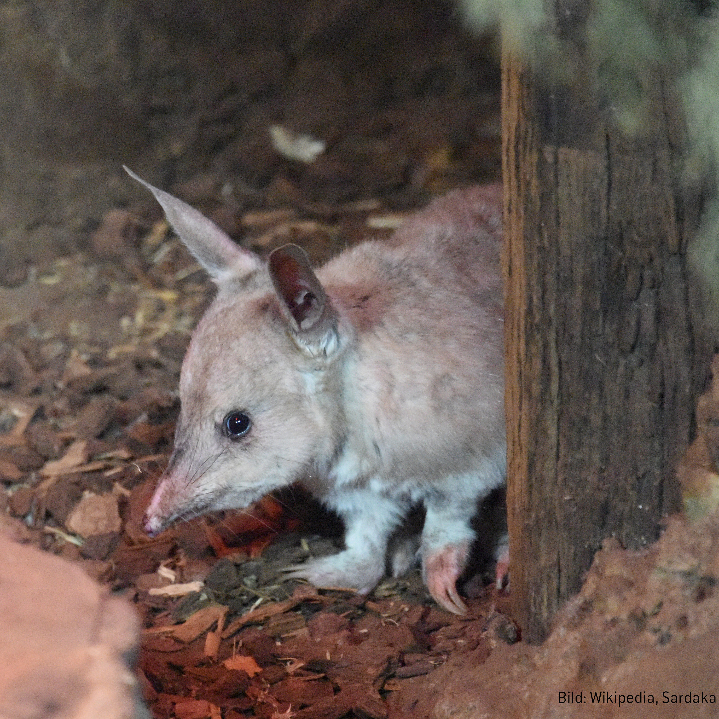 Osterhase, Osterkuckuck oder Osterbilby?