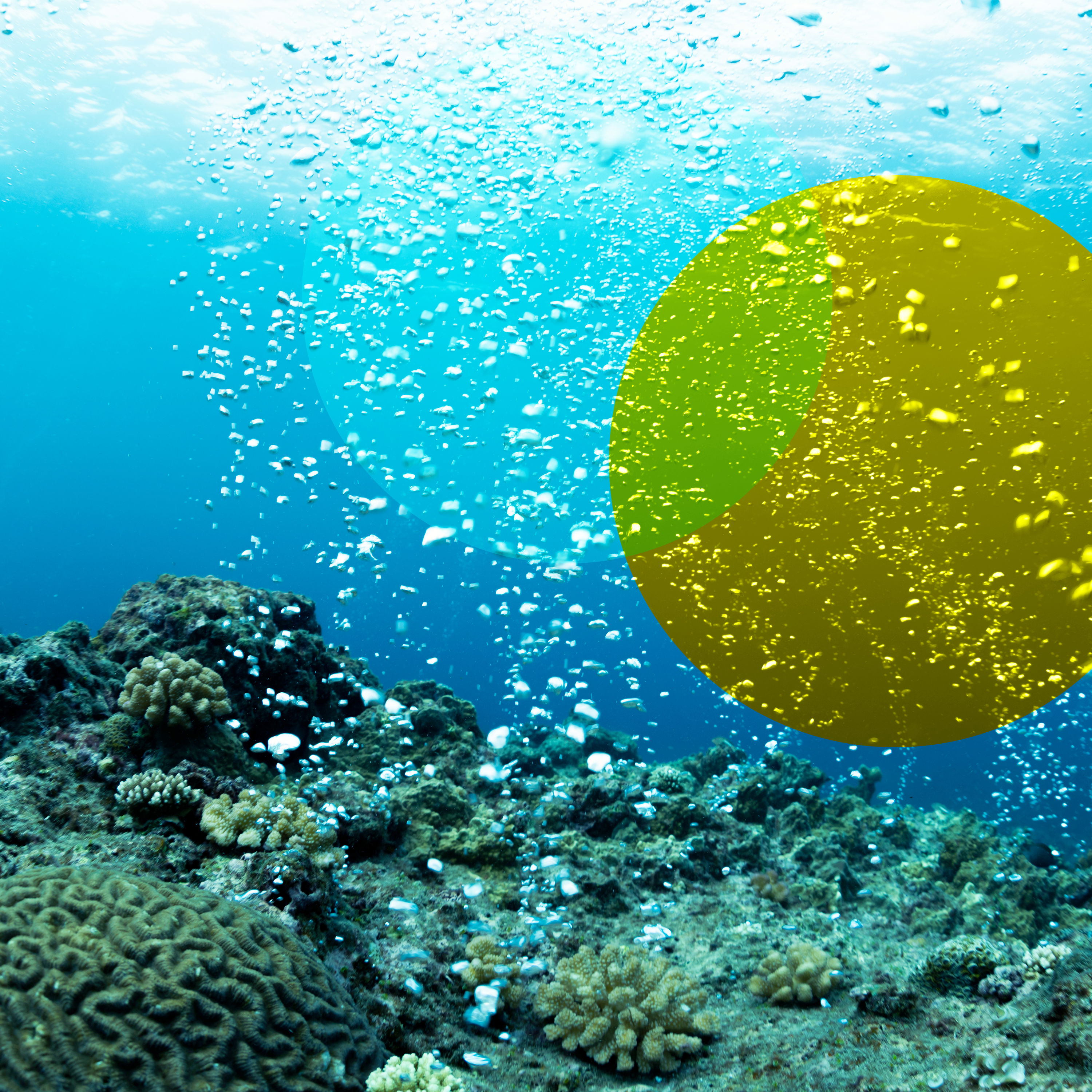 Ozeane in Not – Ein Blick unter die Oberfläche