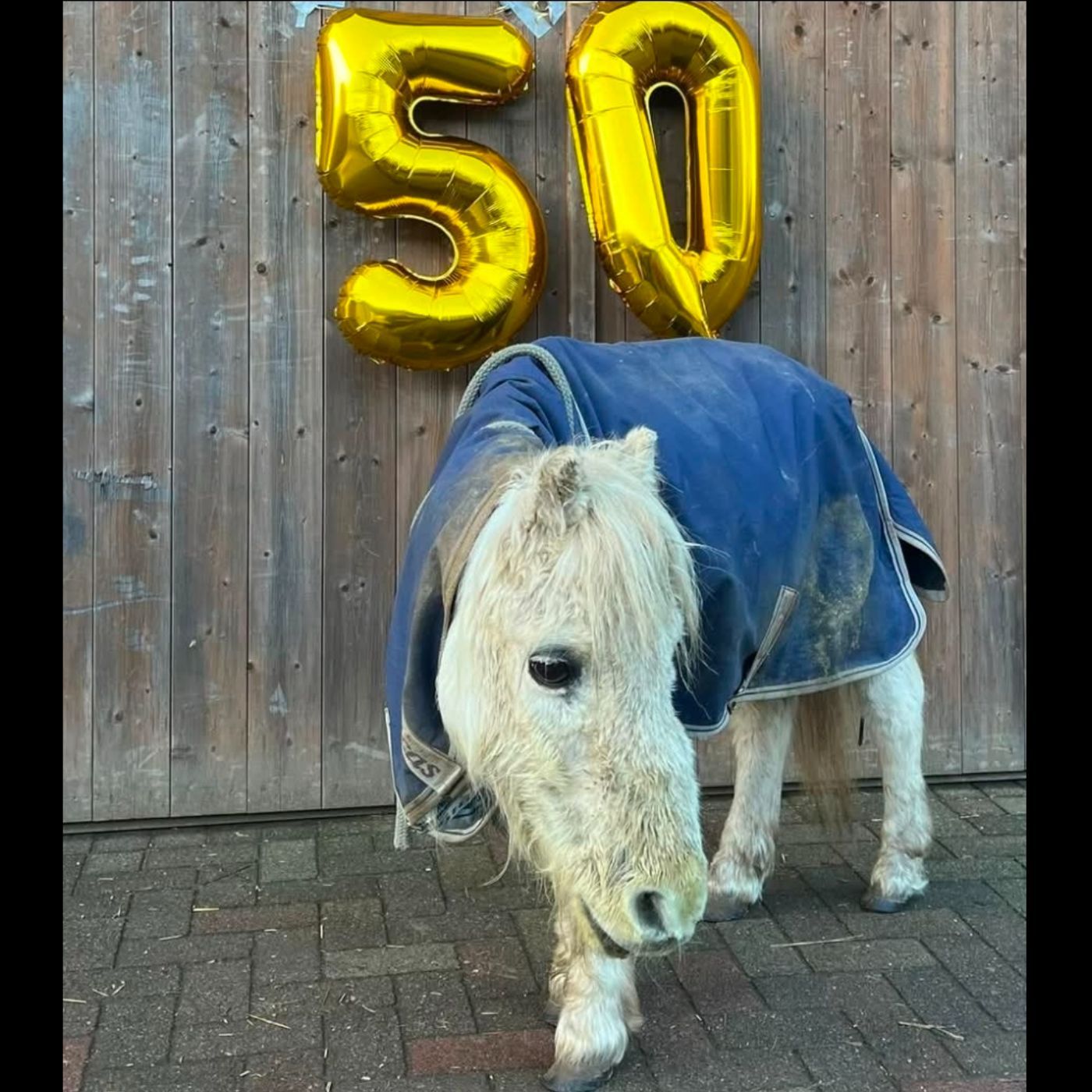 PAAAAAARTYALARM - Shetty Bienes 50. Geburtstag