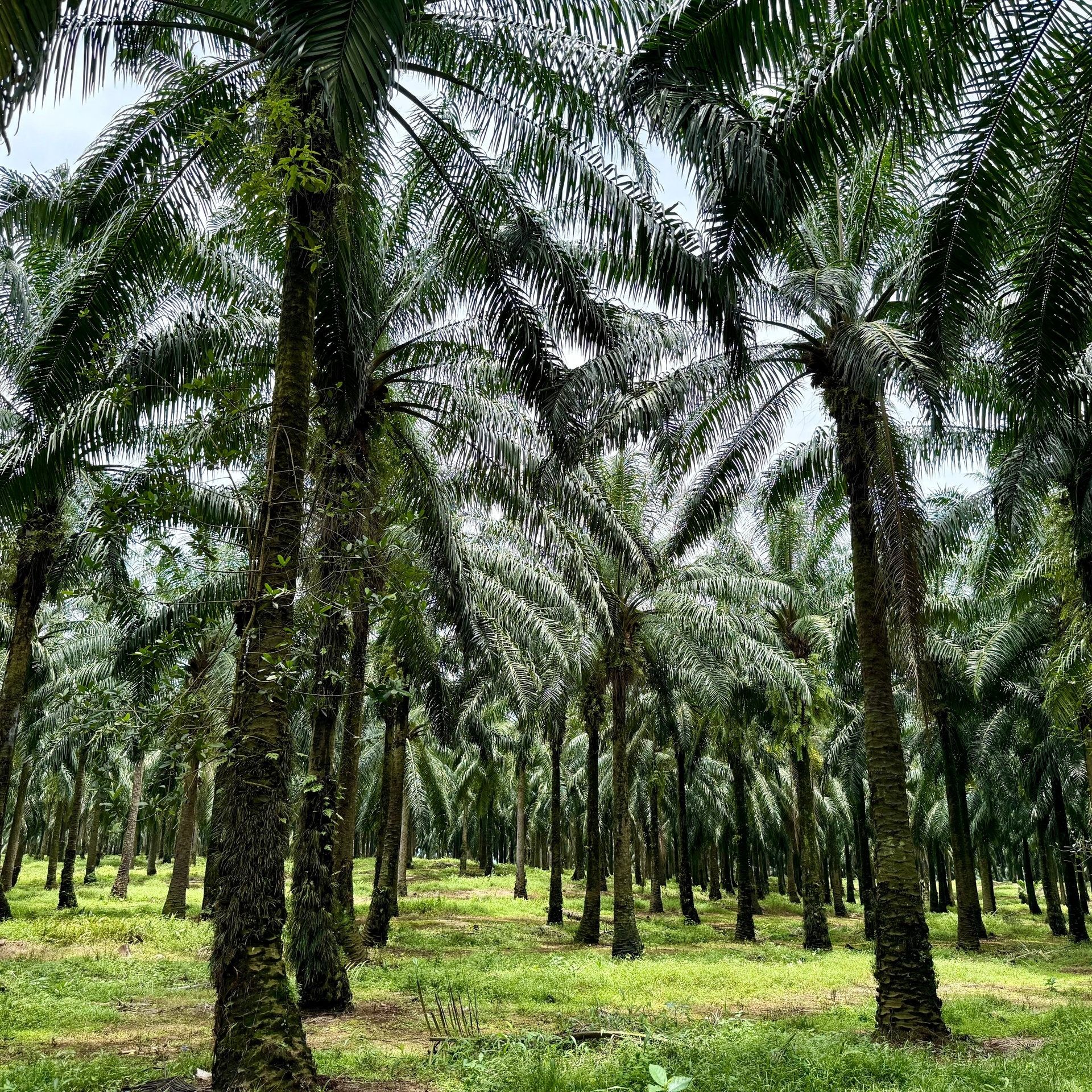 Palmöl bald überflüssig? Umprogrammierte Hefezellen stellen Fettsäuren her