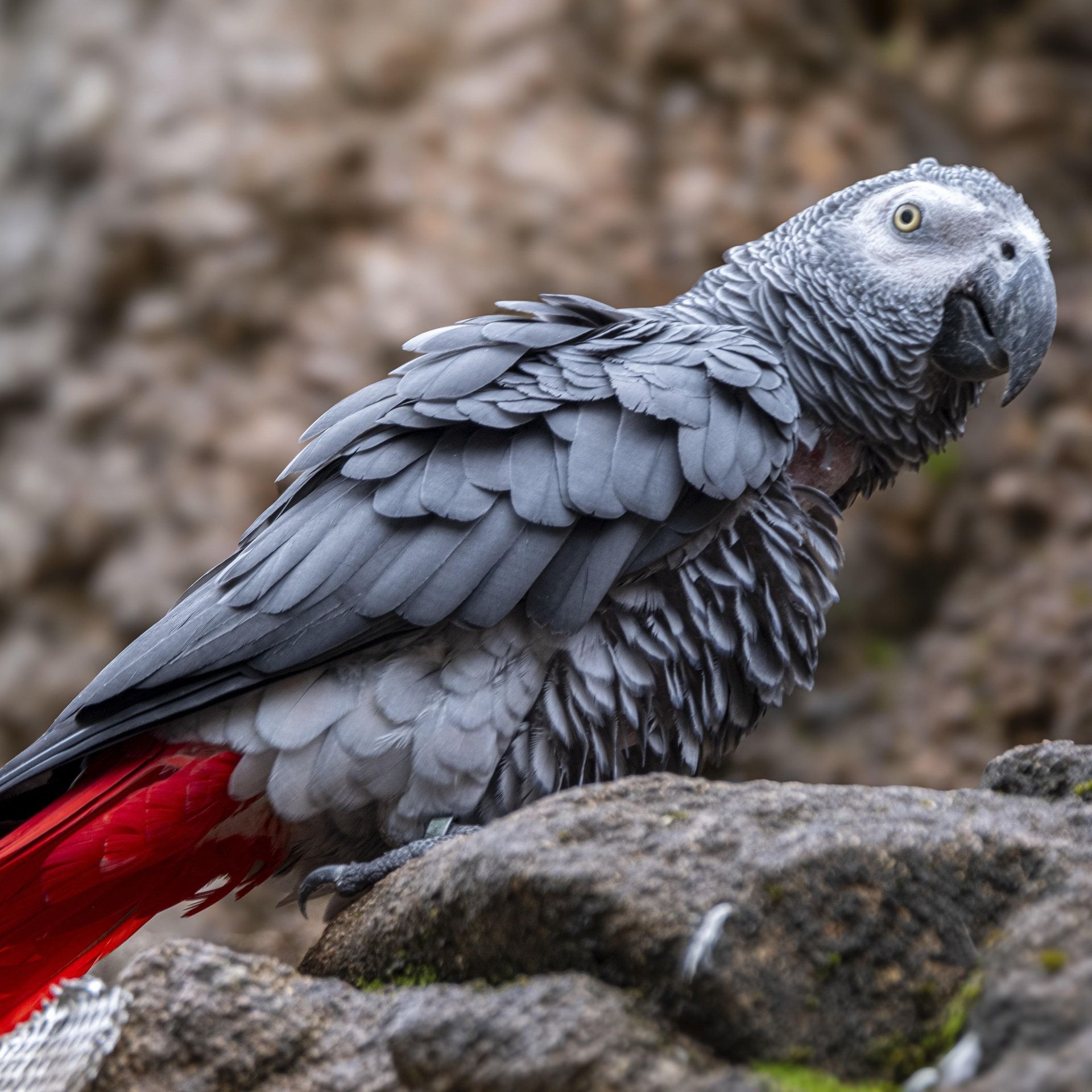 Papagei mit Krimi-Faible löst Polizeieinsatz aus