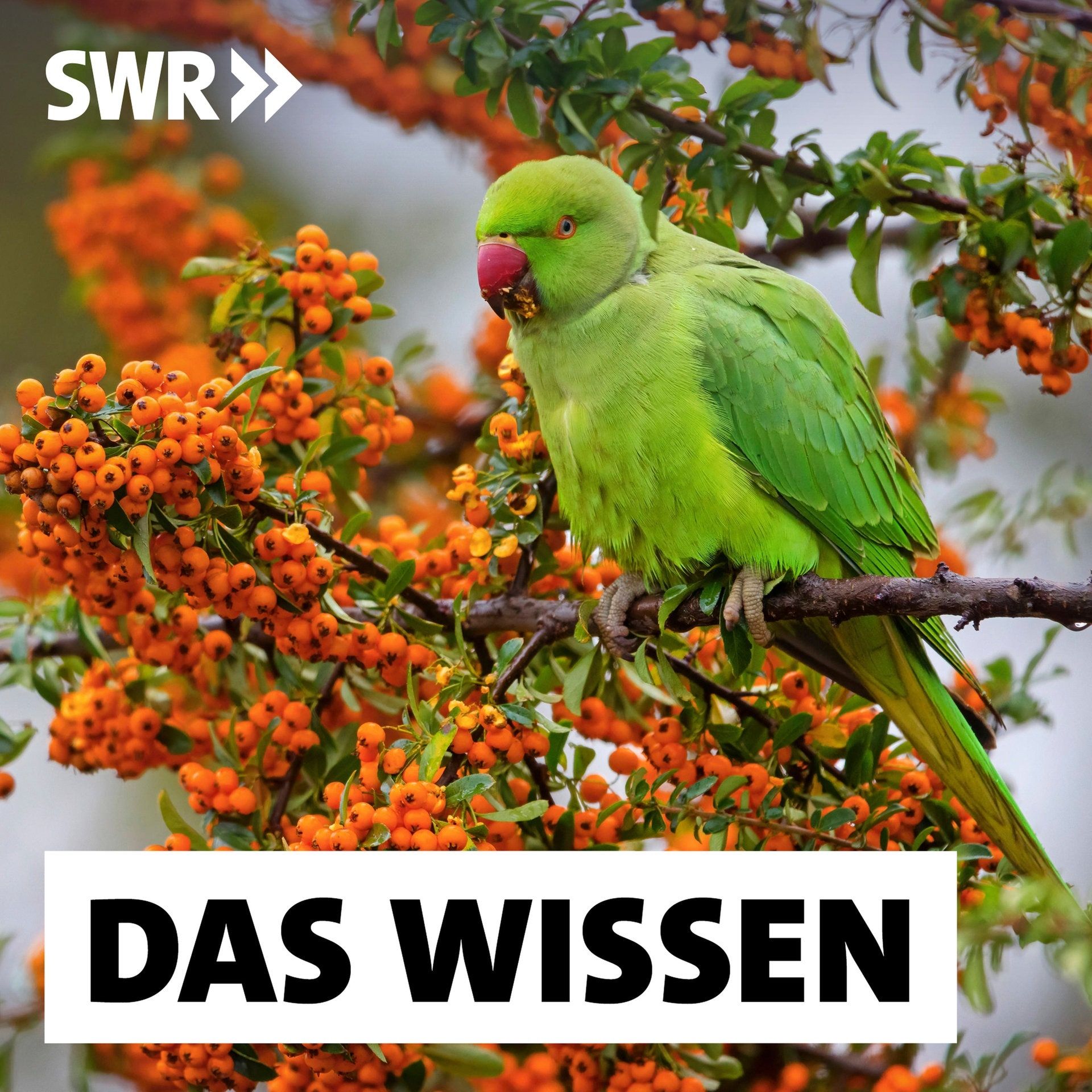 Papageien – Vom exotischen Käfigvogel zur heimischen Tierart