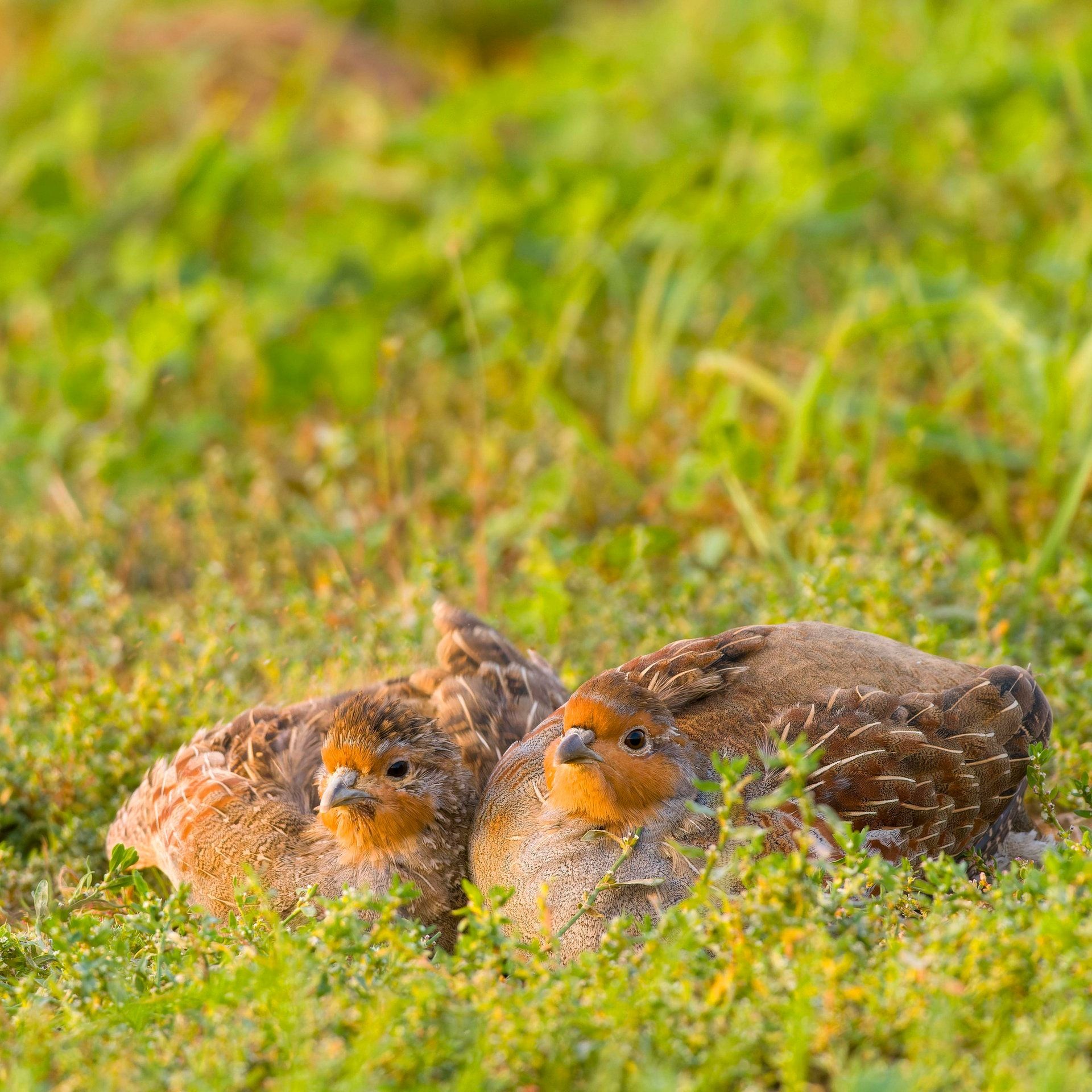 Partnersuche im Offenland - Wenn Rebhühner in die Dating-Phase starten